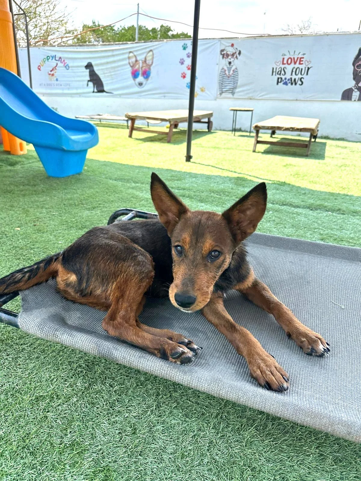 Grizzly Shepherd Kelpie Pinscher Male Pup (3).jpeg