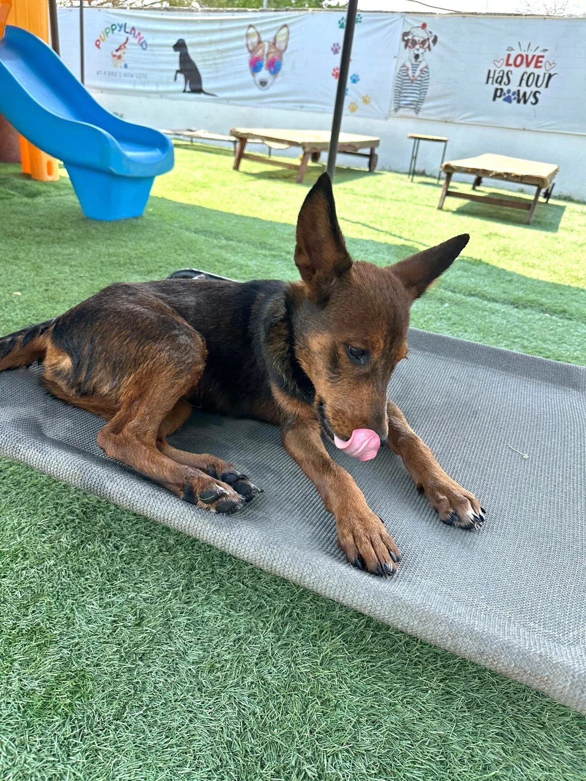 Grizzly Shepherd Kelpie Pinscher Male Pup (2).jpeg
