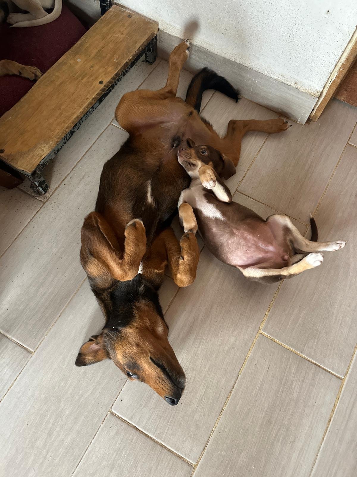 Grizzly Shepherd Kelpie Pinscher Male Pup (1).jpeg