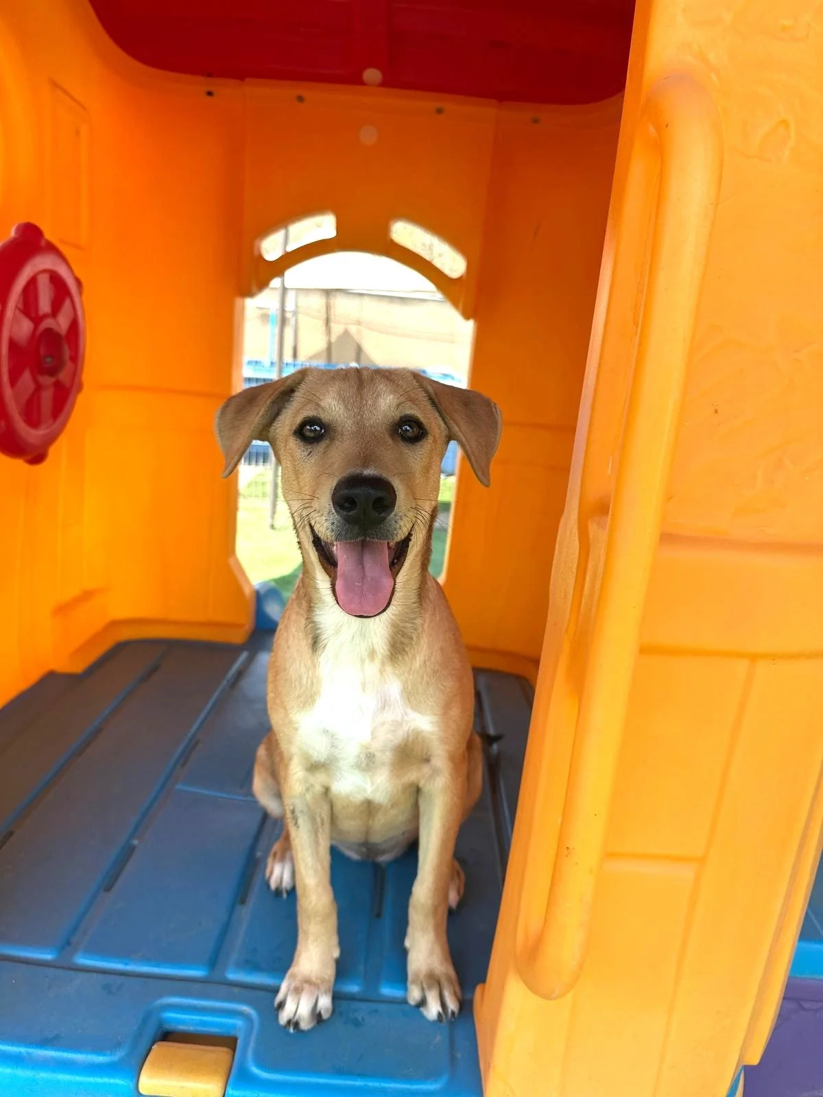 Kuma femal labrador retriever shepherd aspin puppy (5).jpeg