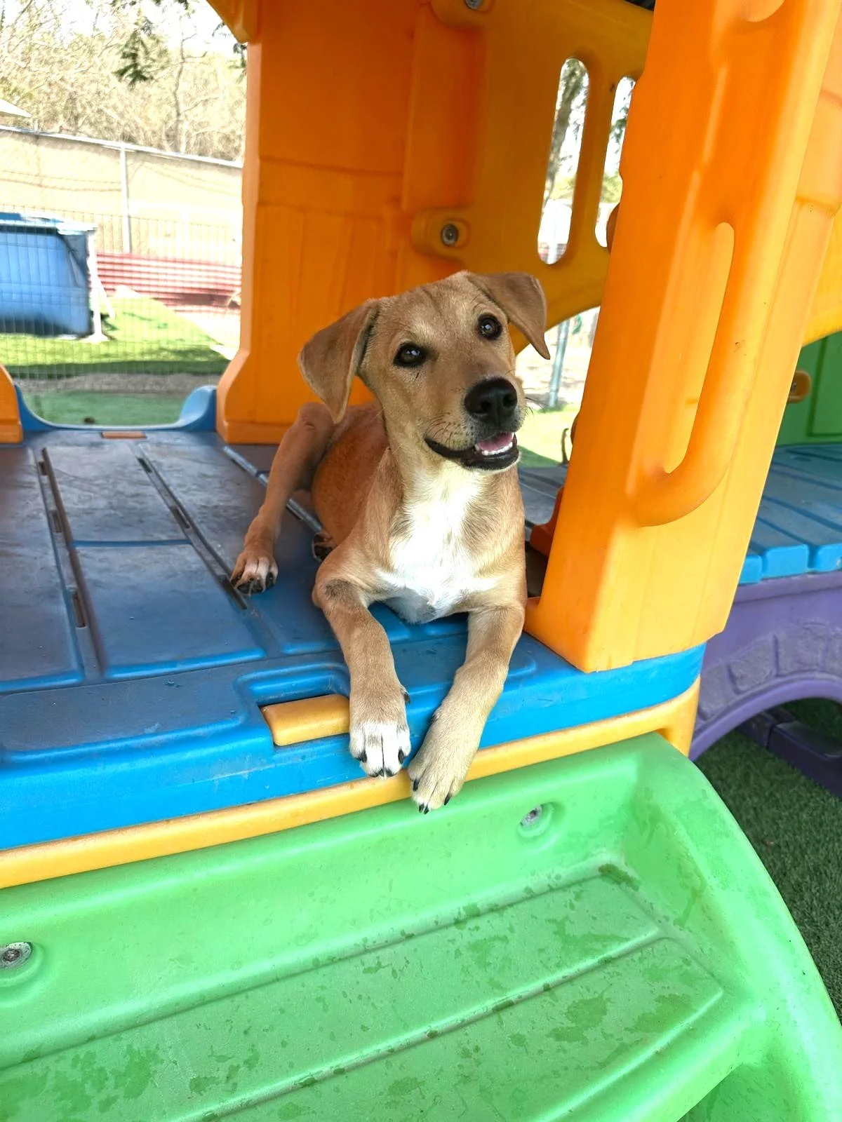 Kuma femal labrador retriever shepherd aspin puppy (4).jpeg