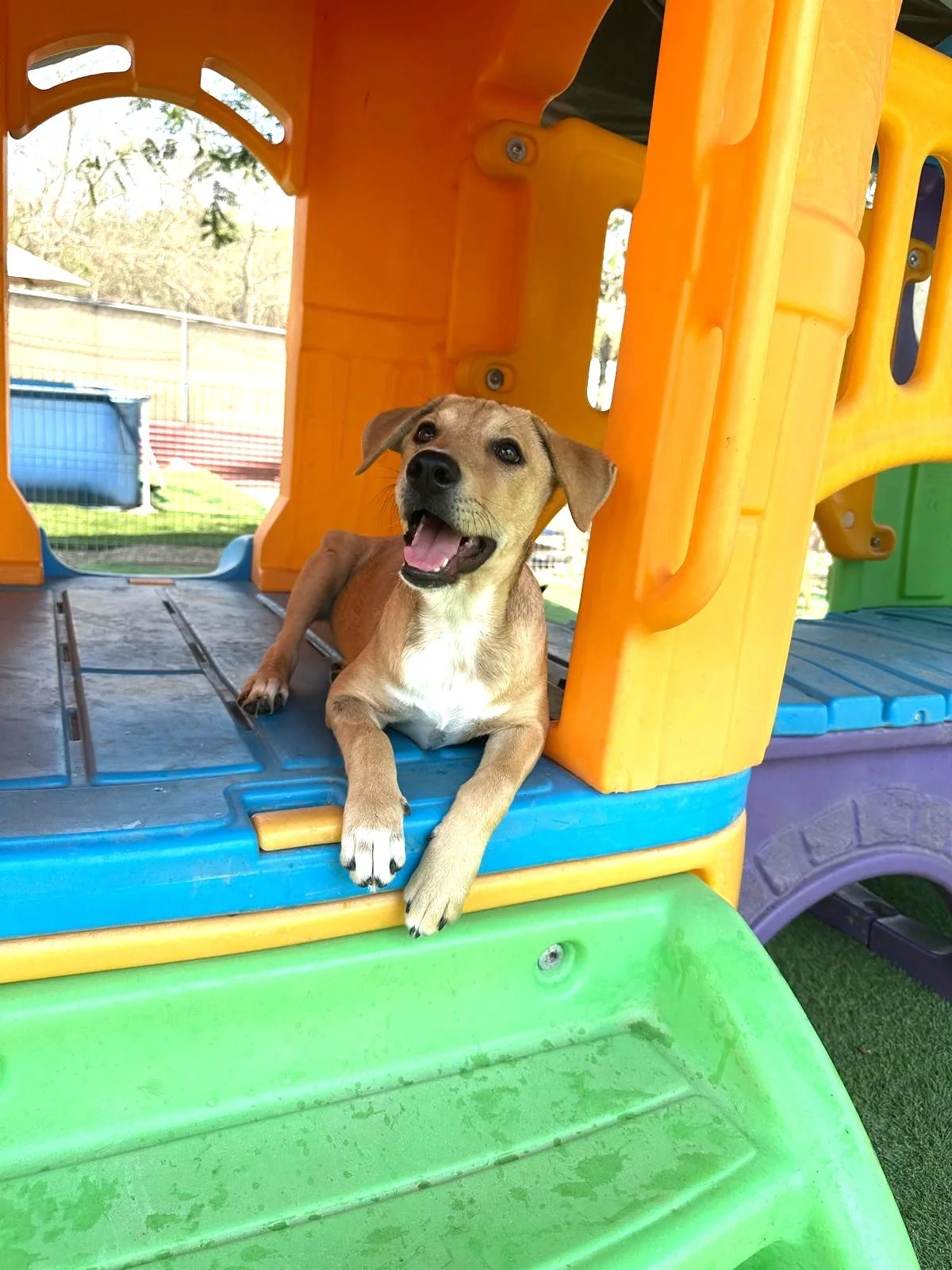 Kuma femal labrador retriever shepherd aspin puppy (3).jpeg