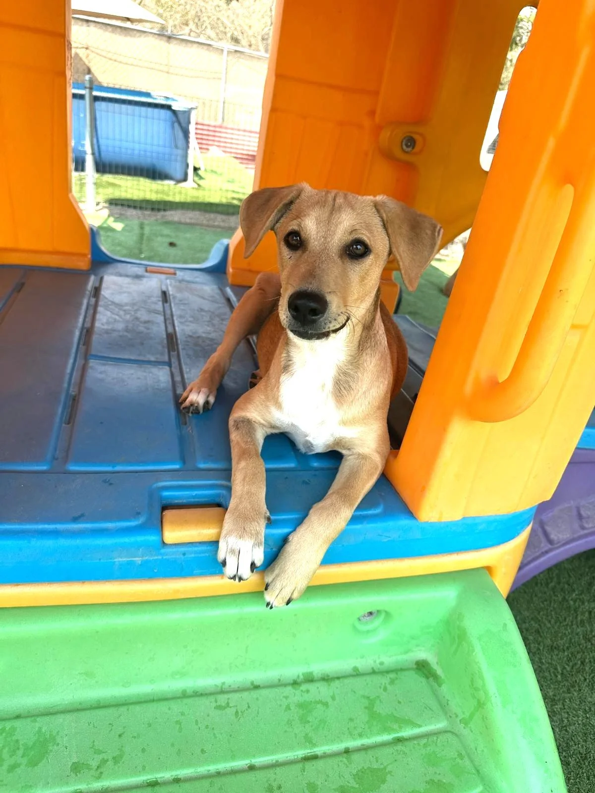 Kuma femal labrador retriever shepherd aspin puppy (2).jpeg