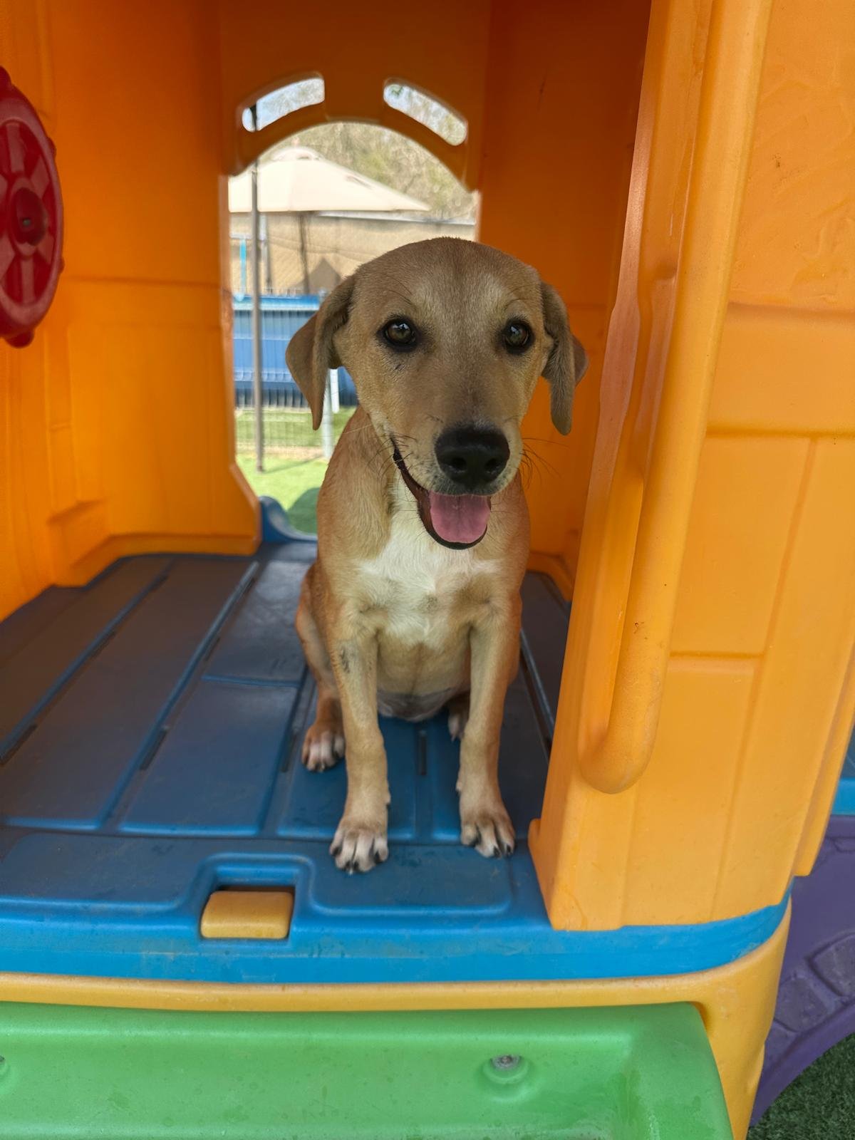 Kuma femal labrador retriever shepherd aspin puppy (1).jpeg