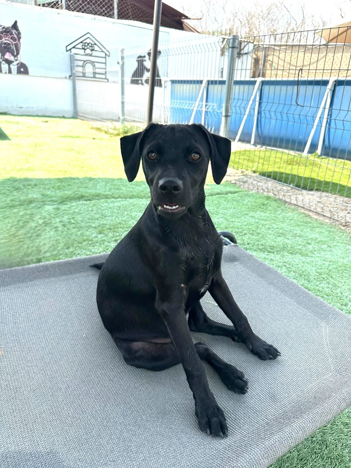 Franklin black lab puppy.jpeg