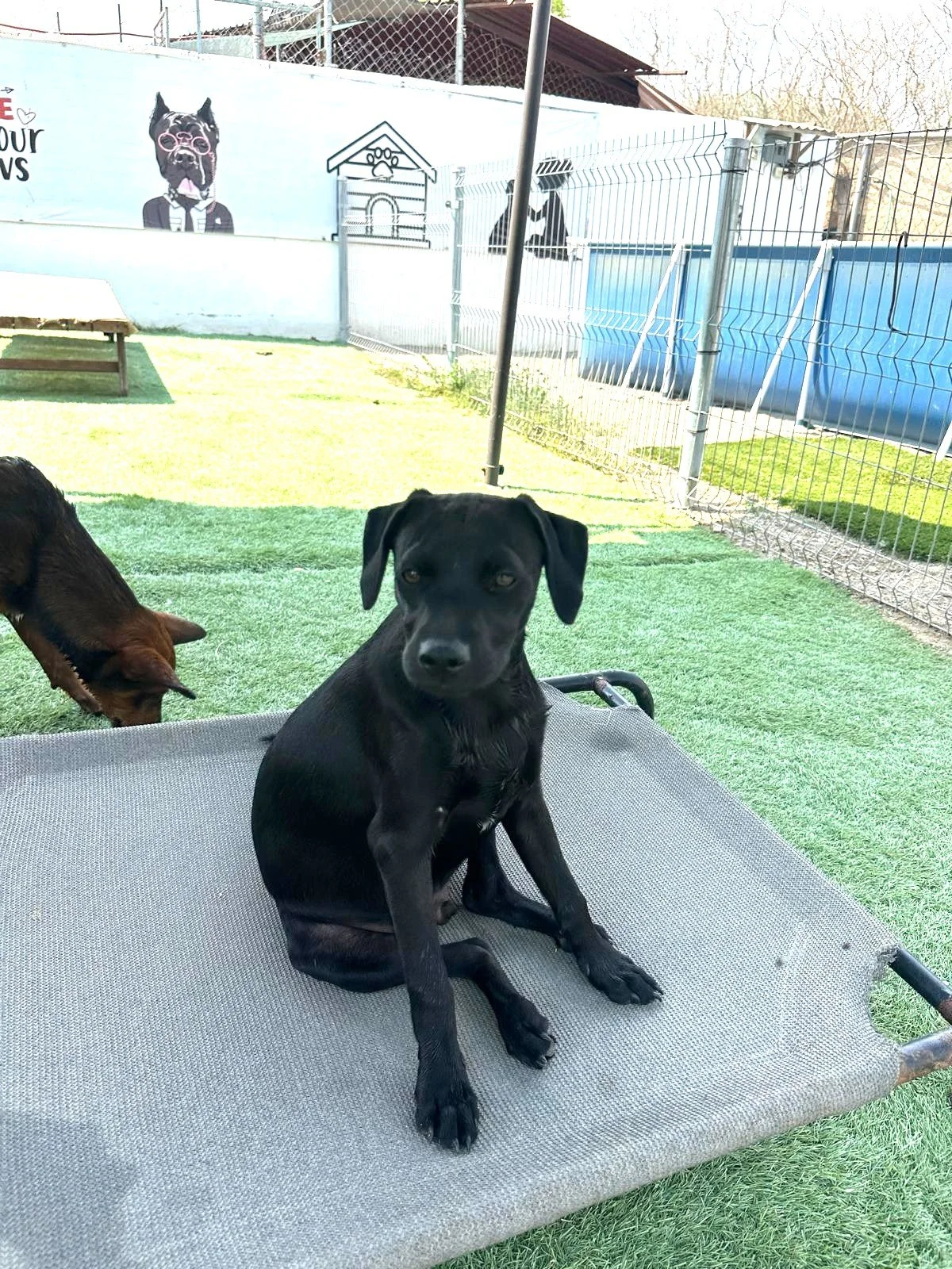 Franklin black lab.jpeg