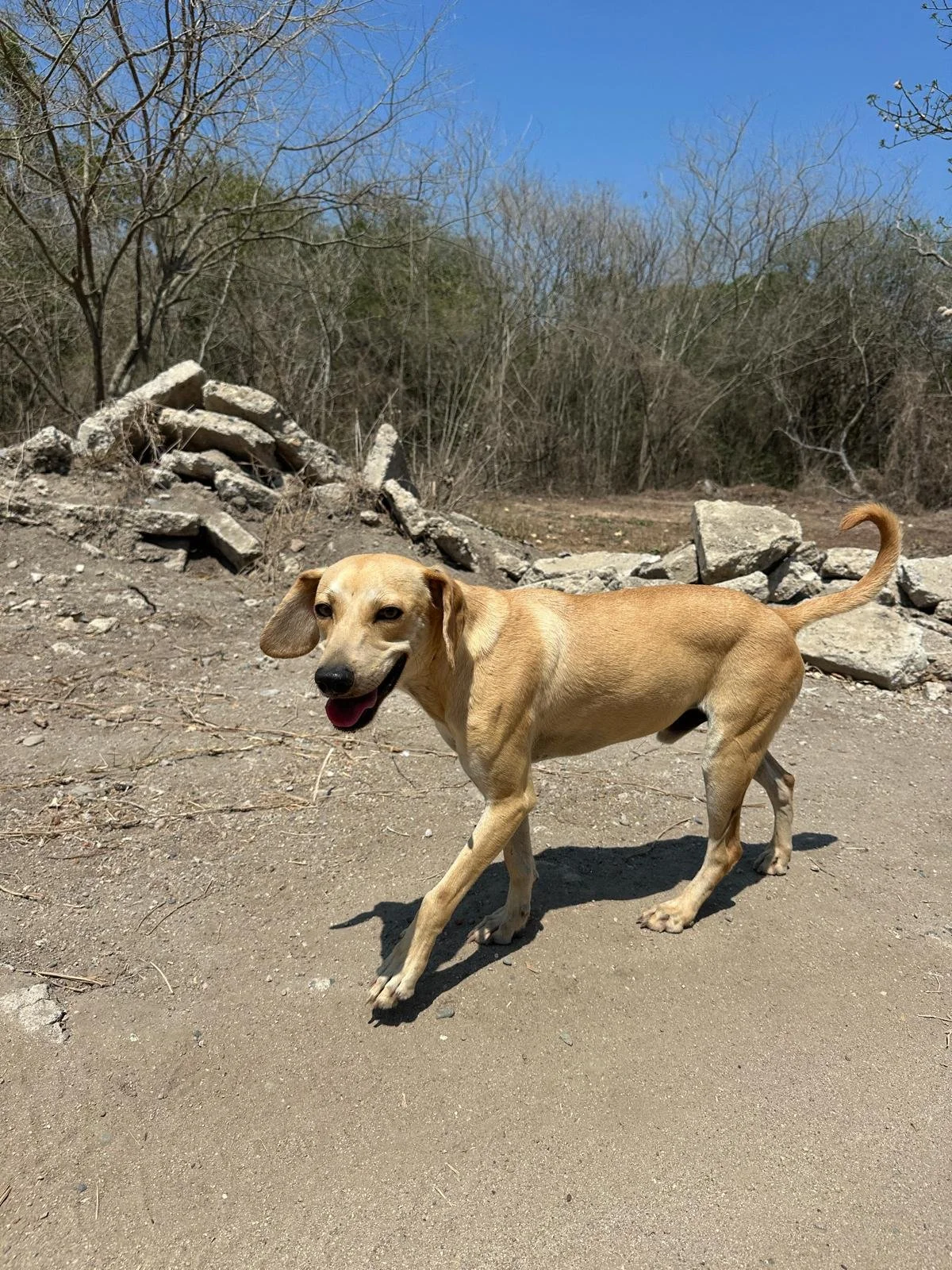 skinny labrador retriever male.jpeg
