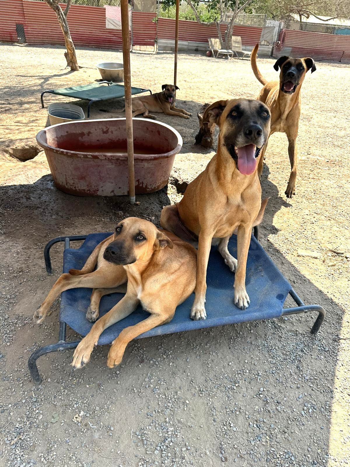 virgo jay z tucan.jpeg