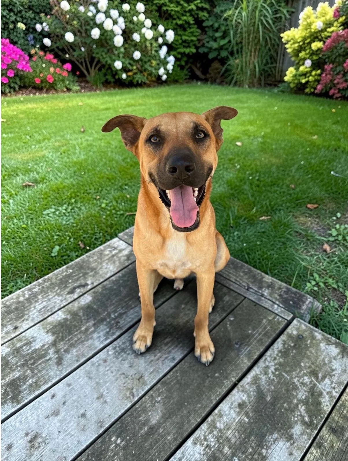 virgo cur shepherd  1(1).jpeg