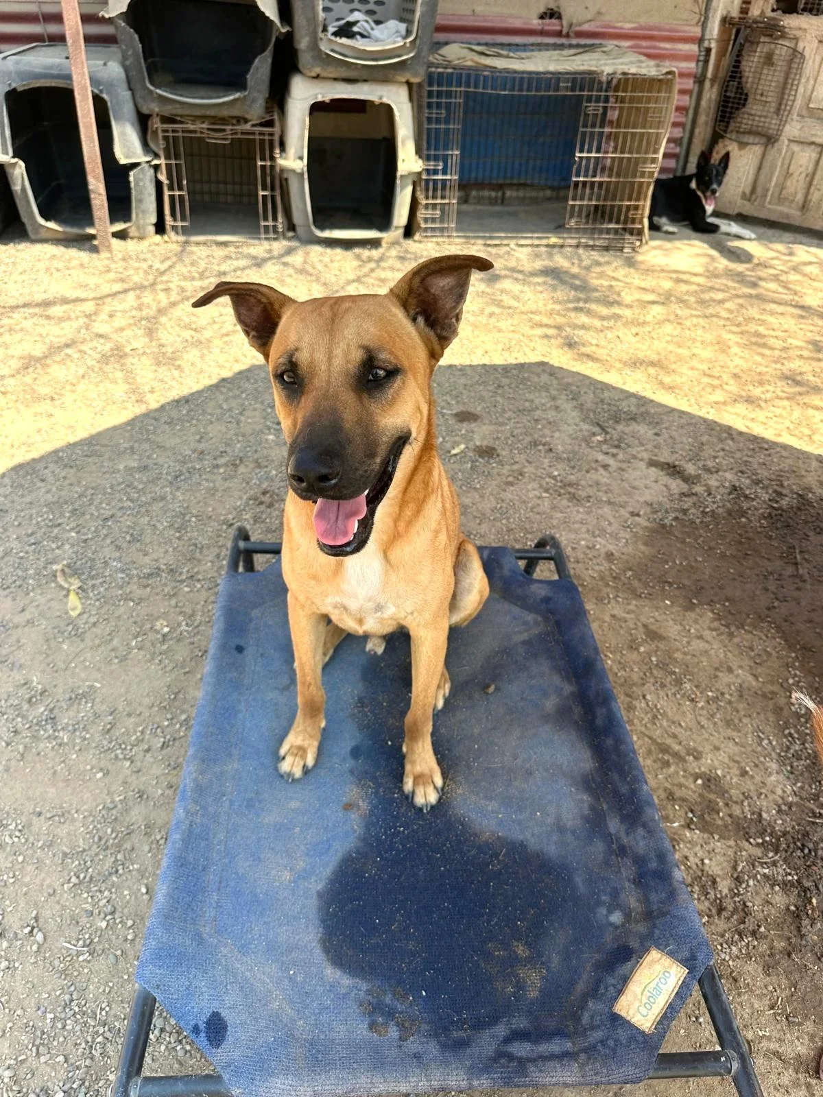 virgo cur shepherd  (9).jpeg