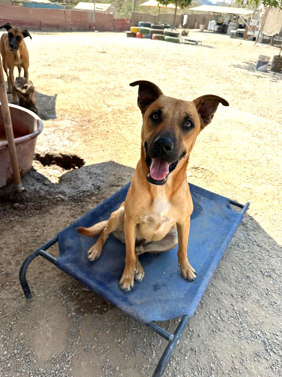 virgo cur shepherd  (7).jpeg