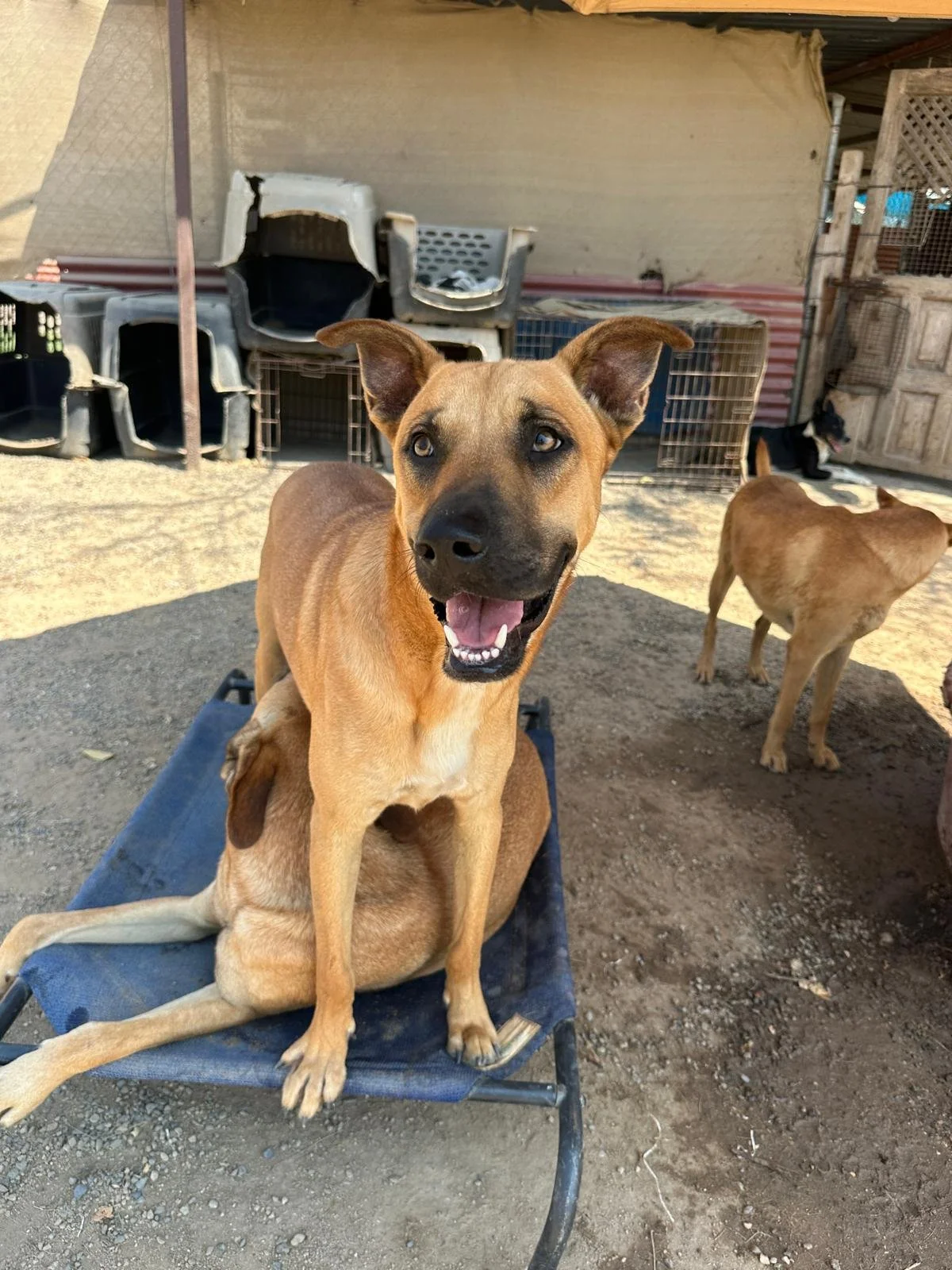 virgo cur shepherd  (1).jpeg