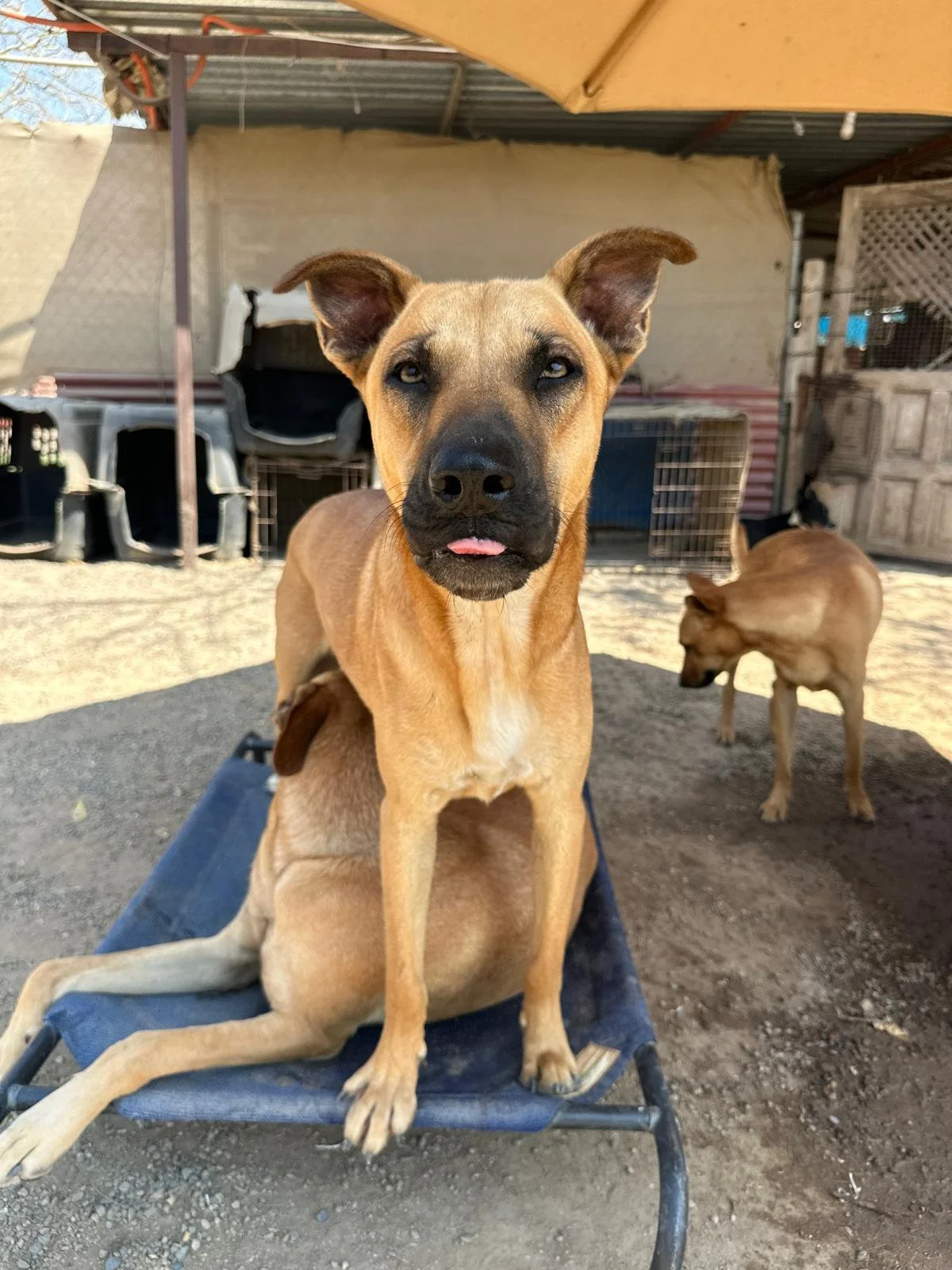 virgo cur shepherd  (5).jpeg