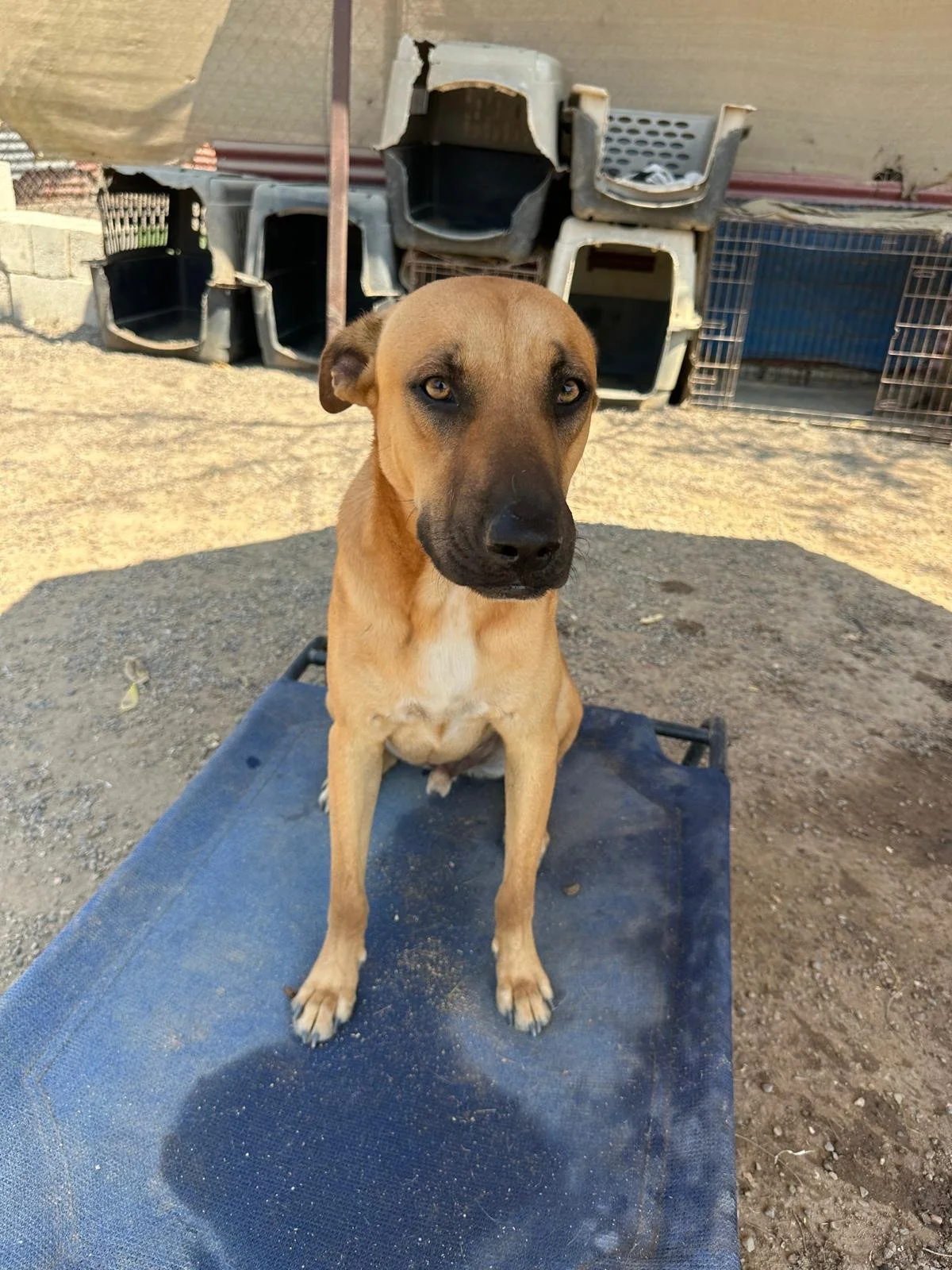 virgo cur shepherd  (13).jpeg