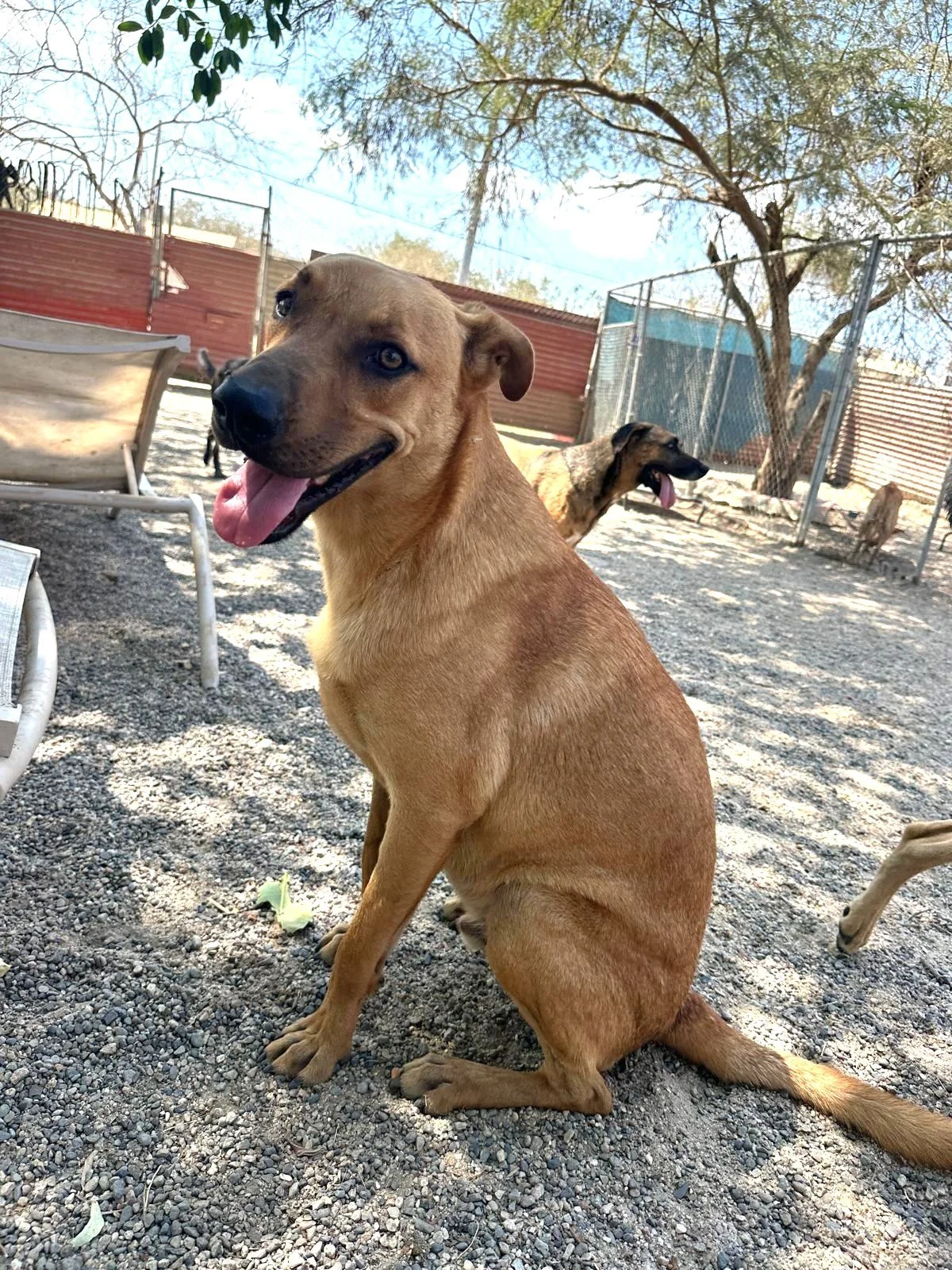 taurus 2 lab retriever black mouth cur.jpg.jpeg