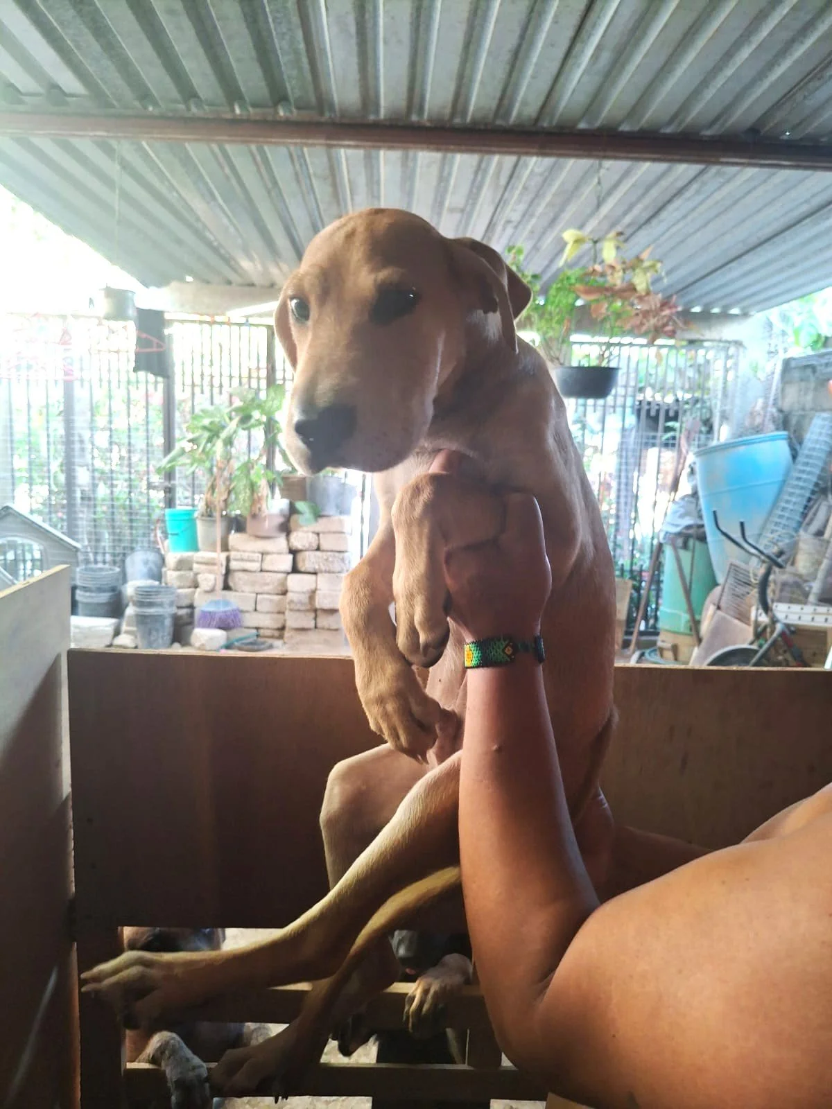 Buzz Labrador Retriever male puppy adopt (9).jpeg