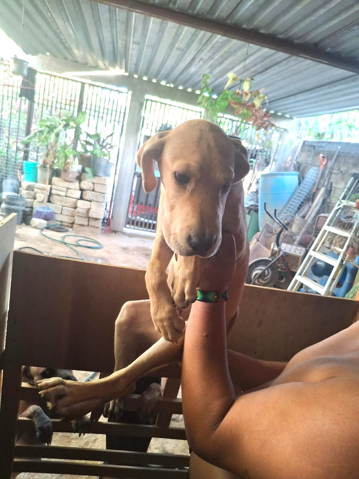 Buzz Labrador Retriever male puppy adopt (1).jpeg