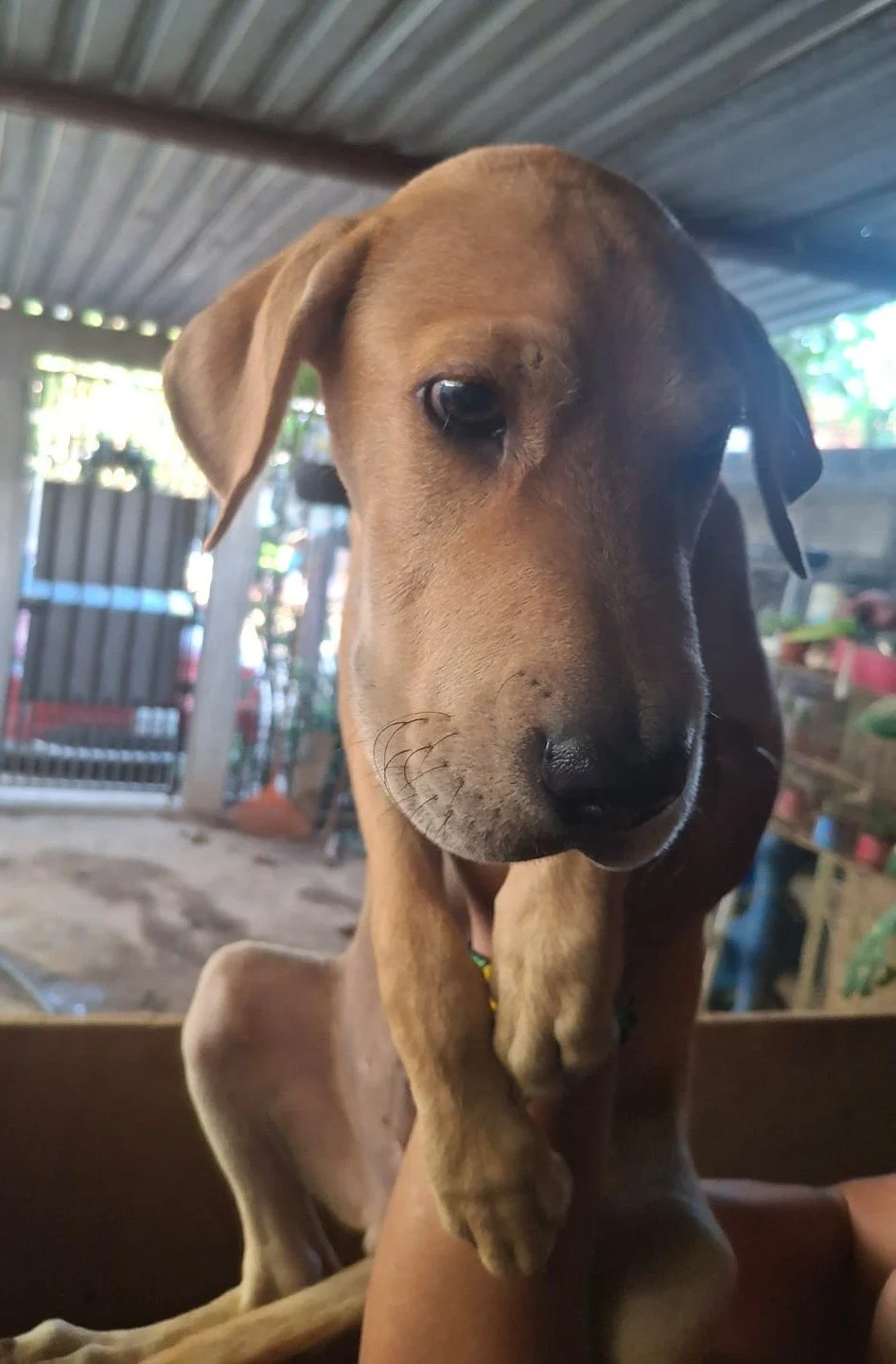 Buzz Labrador Retriever male puppy adopt (8).jpeg