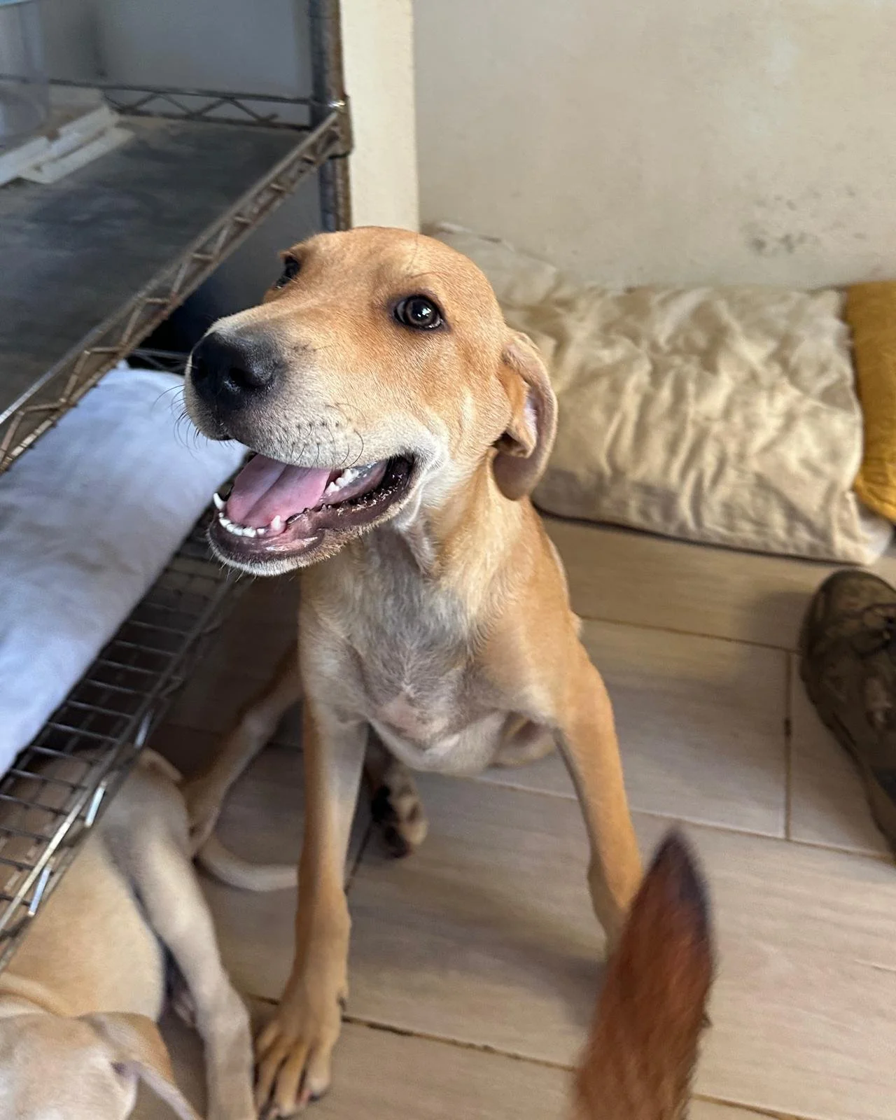 Buzz Labrador Retriever male puppy adopt (2).jpeg