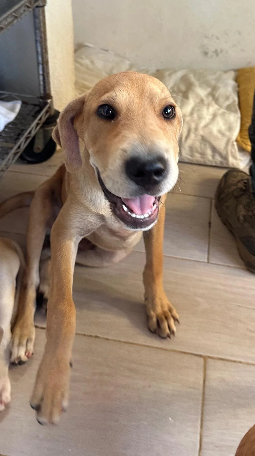 Buzz Labrador Retriever male puppy adopt (3).jpeg