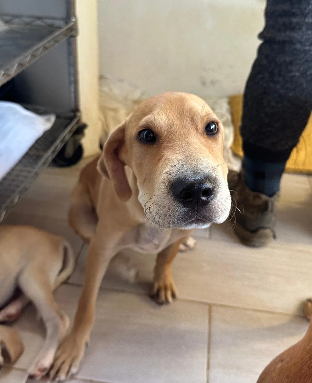 Buzz Labrador Retriever male puppy adopt (4).jpeg