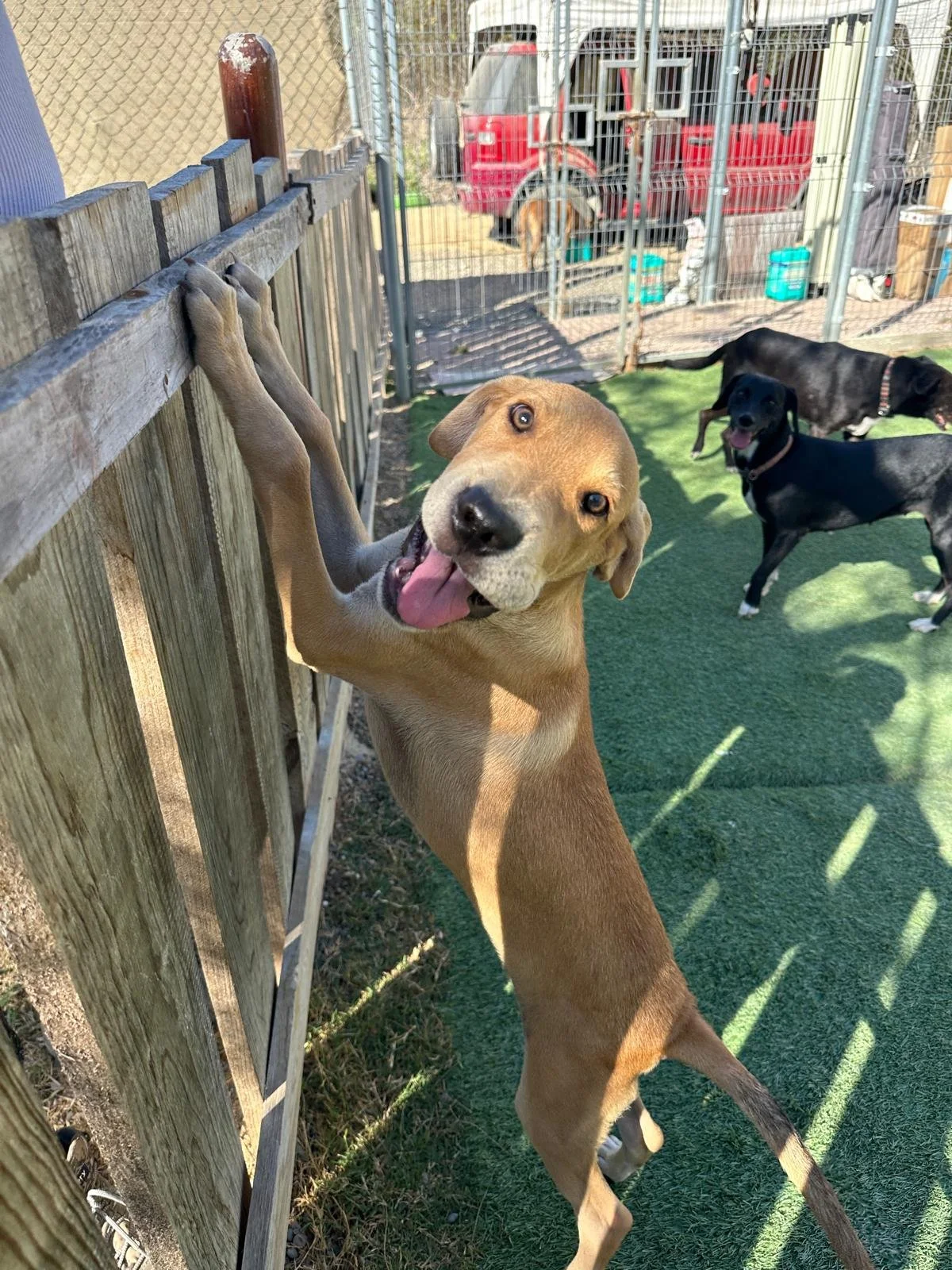Buzz Labrador Retriever male puppy adopt (5).jpeg