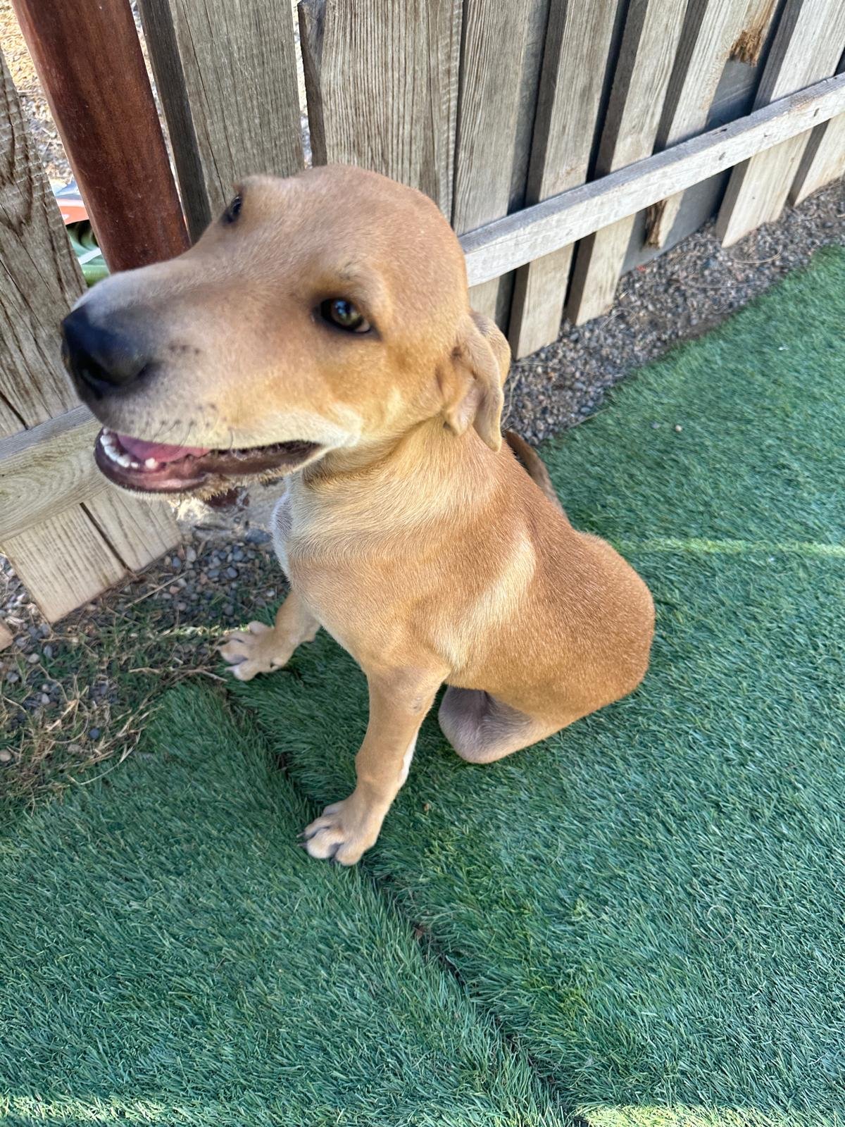 Buzz Labrador Retriever male puppy adopt (6).jpeg