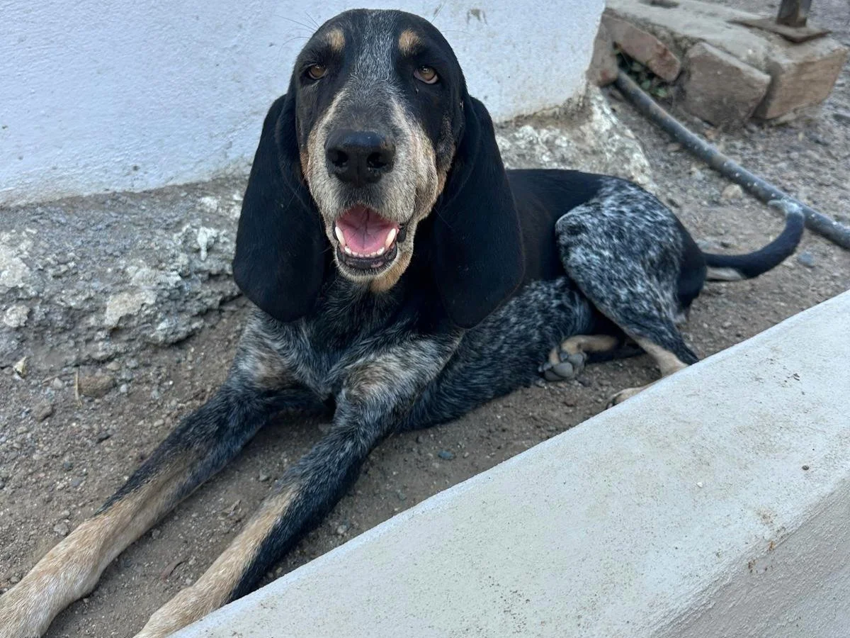 bluetick coonhound female adopt (4).jpeg