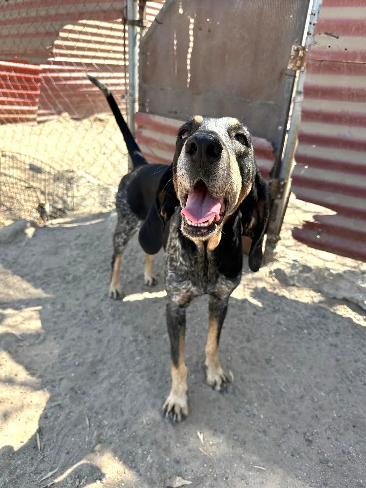 bluetick coonhound female adopt (5).jpeg