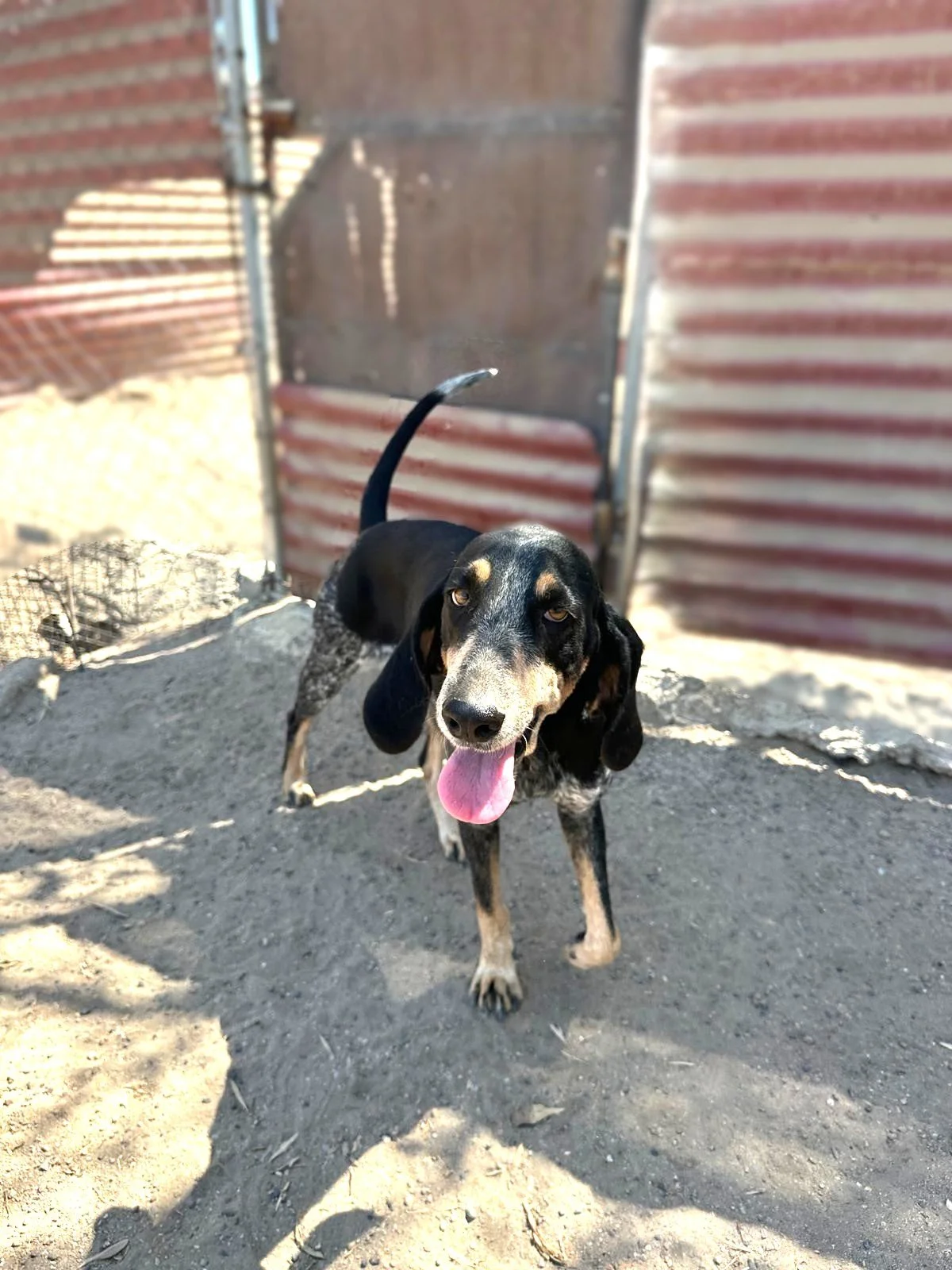 bluetick coonhound female adopt (1).jpeg
