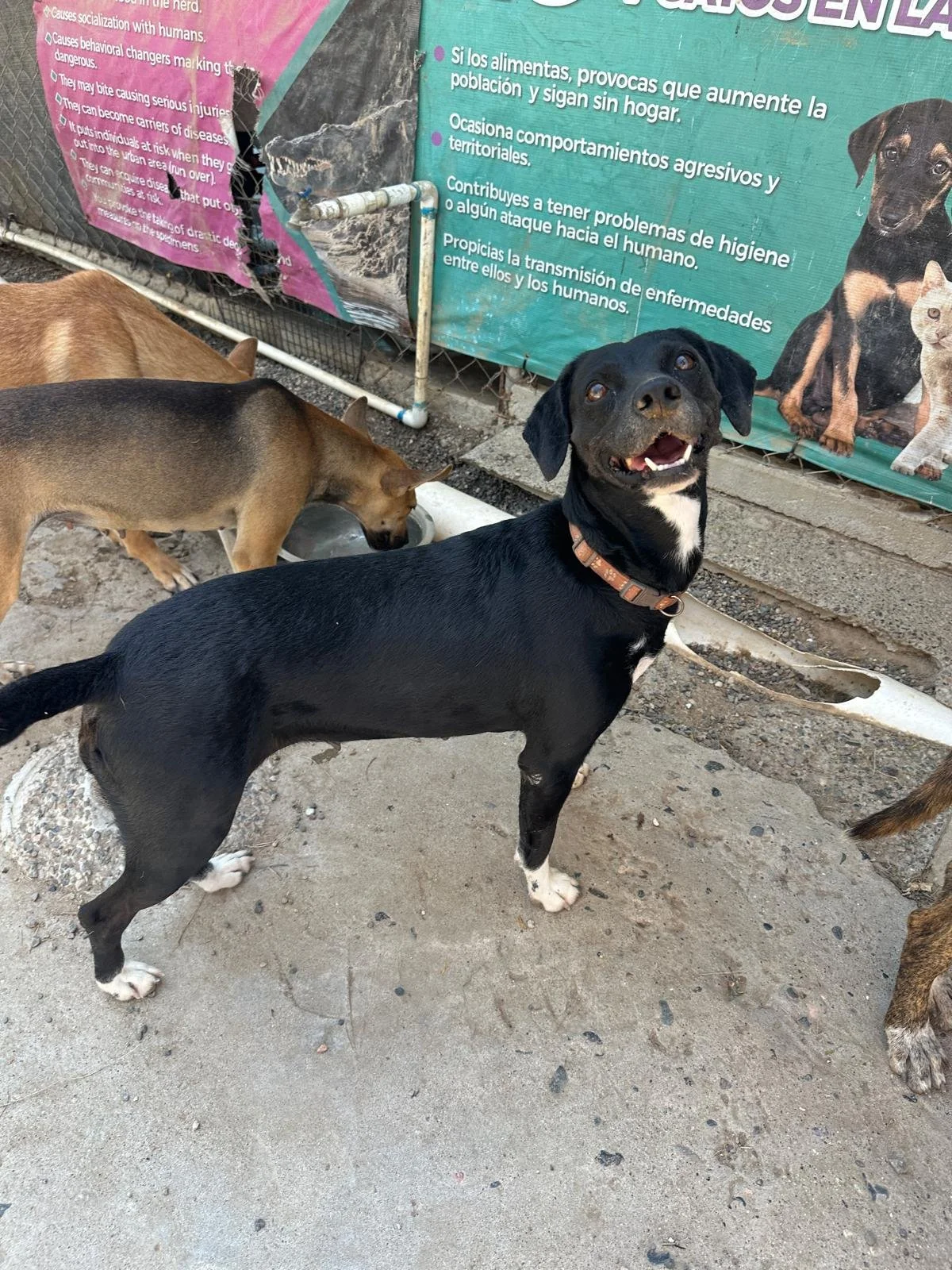 Lab Retriever Terrier Female Adopt.jpeg