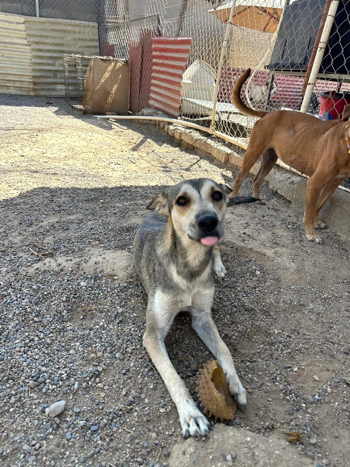 aprin husky female adopt (7).jpeg