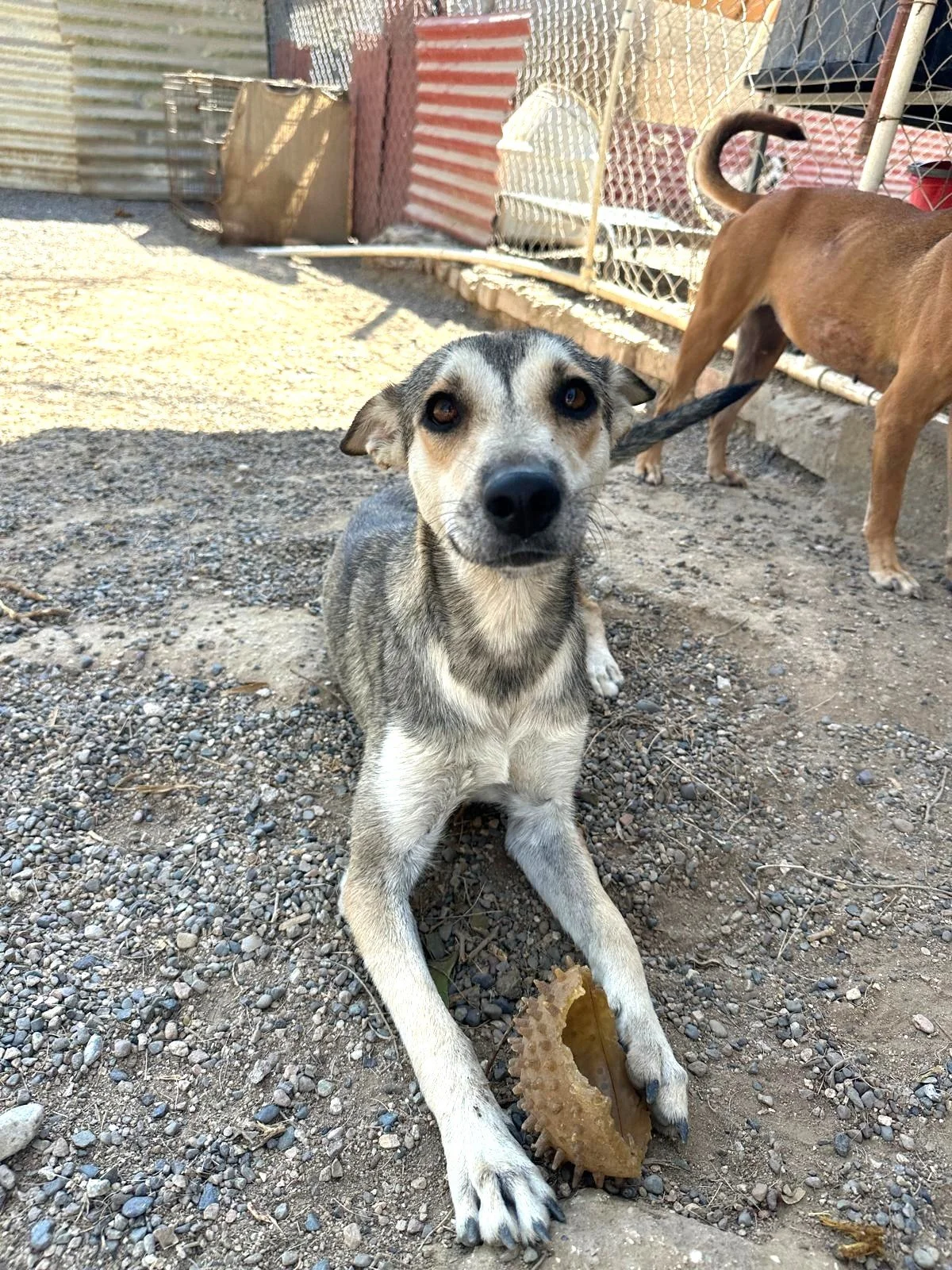 aprin husky female adopt (6).jpeg