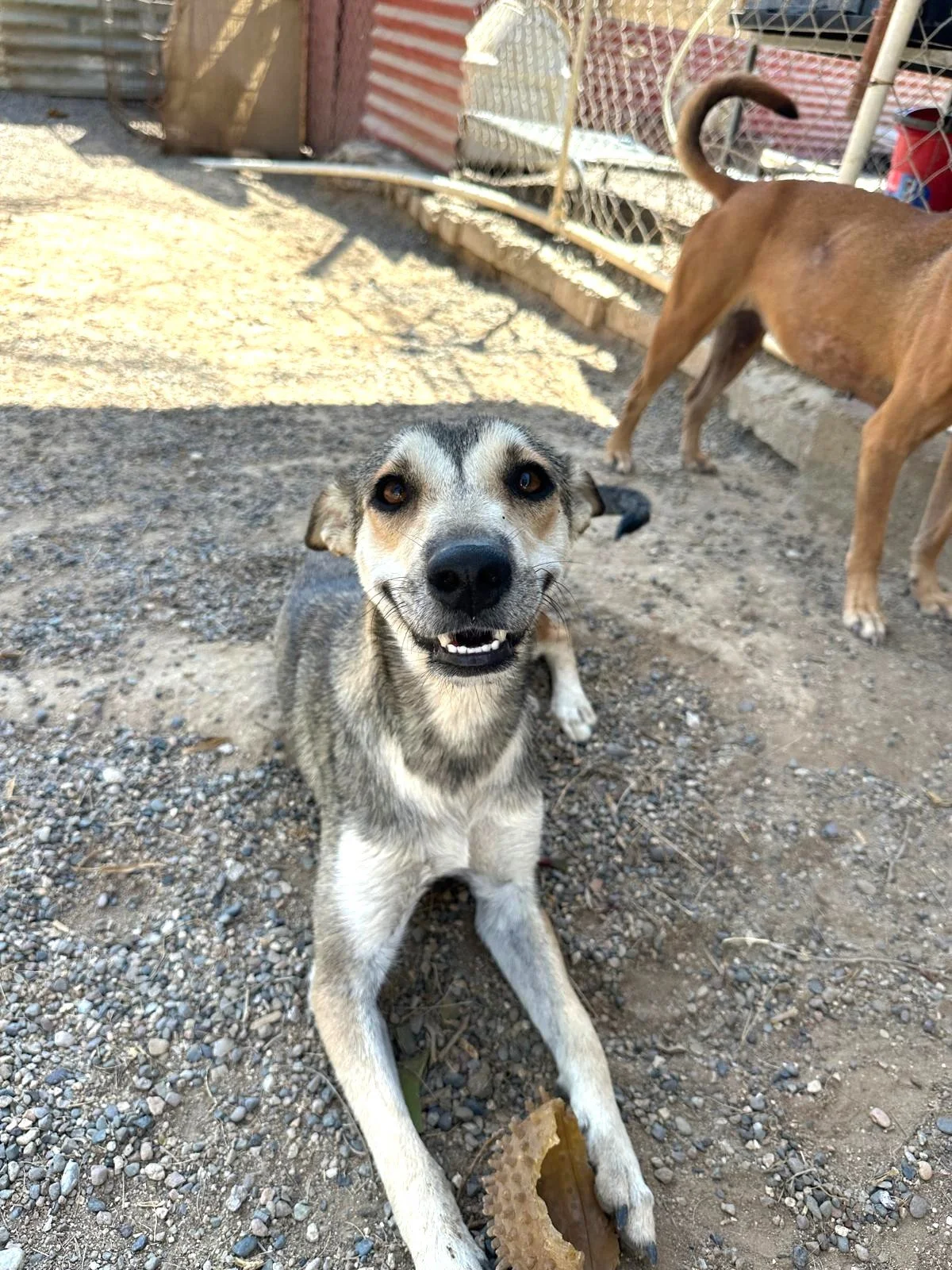 aprin husky female adopt (5).jpeg