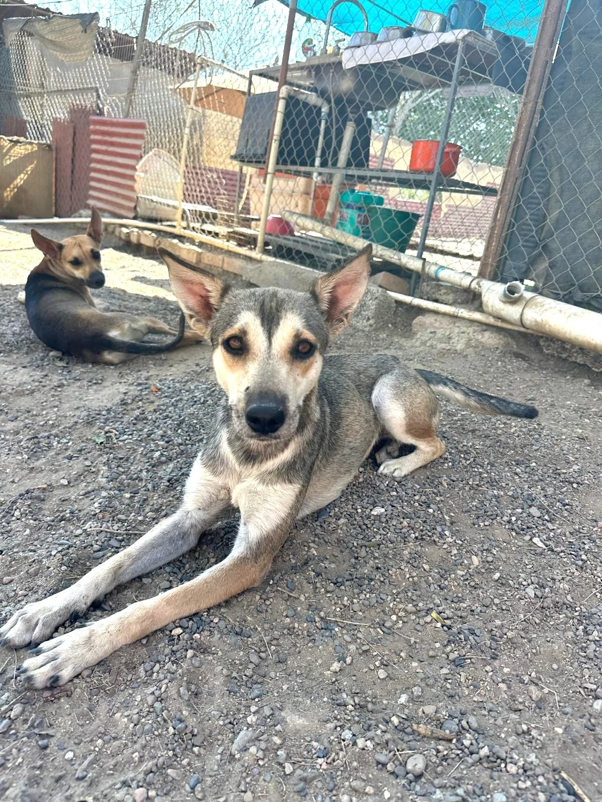 aprin husky female adopt (3).jpeg
