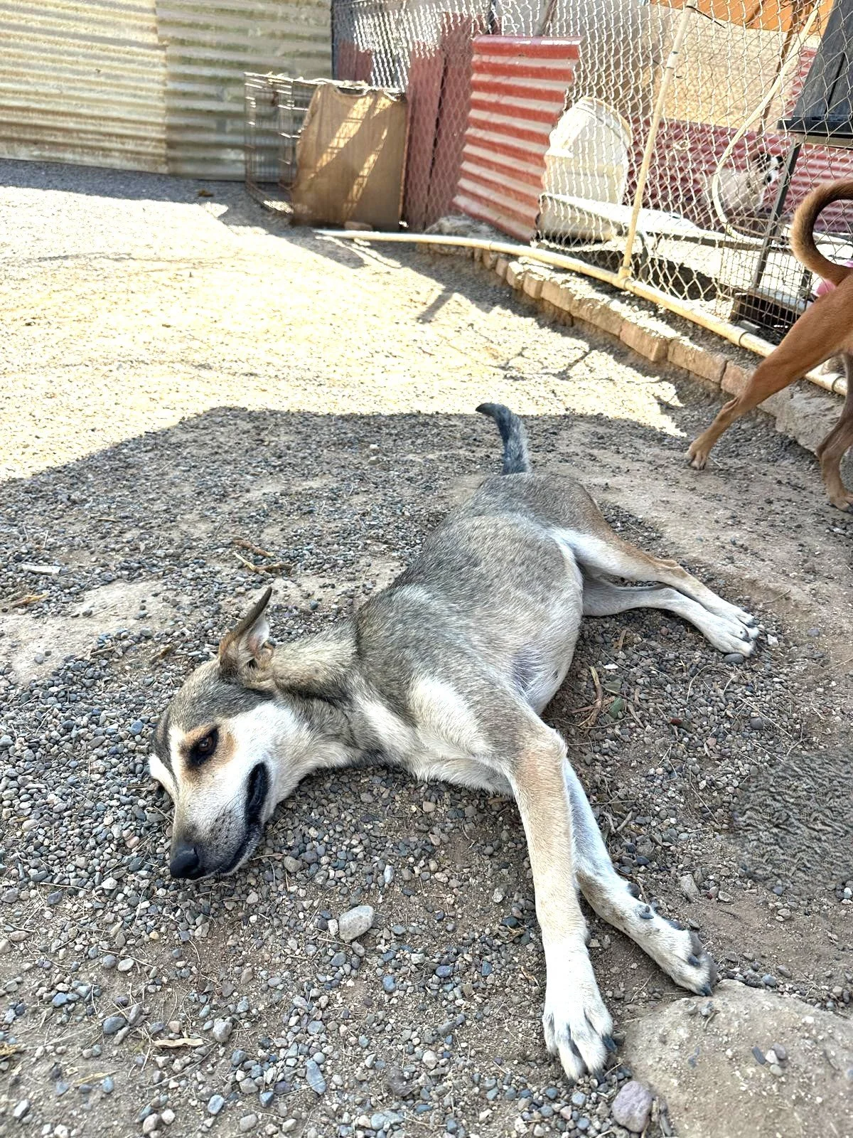 aprin husky female adopt (2).jpeg