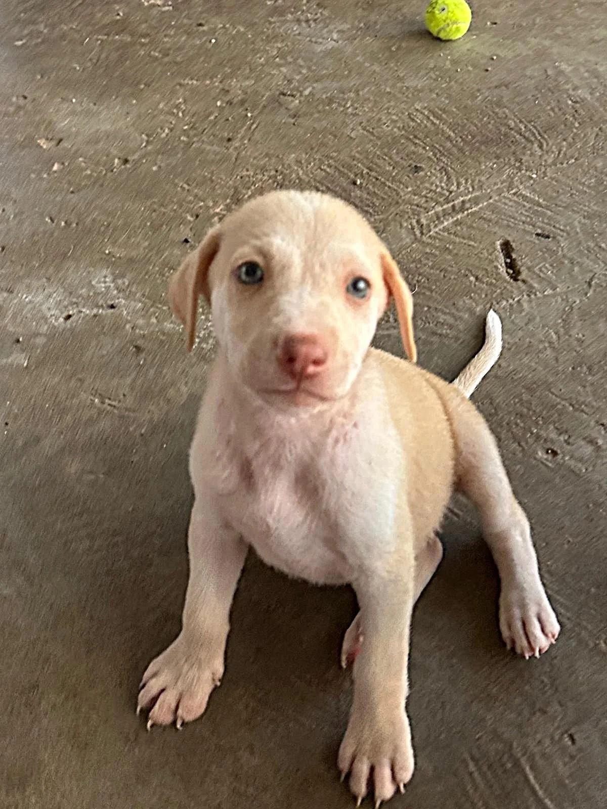 richie lab retriever male puppy (1).jpeg