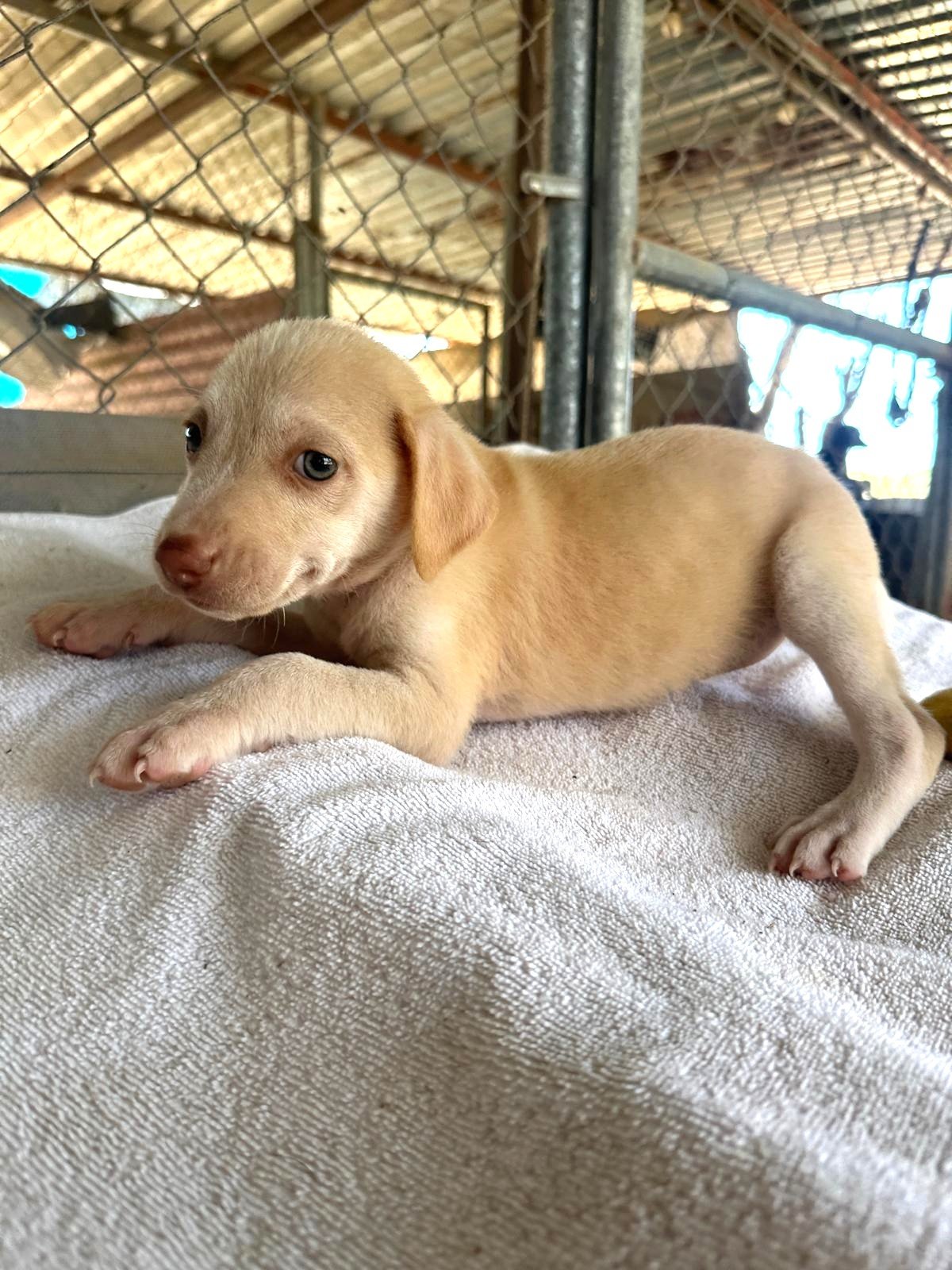 richie lab retriever male puppy (10).jpeg