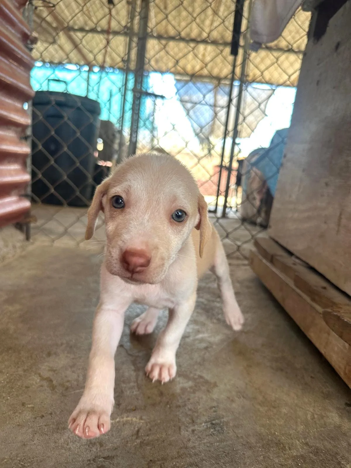 richie lab retriever male puppy (9).jpeg