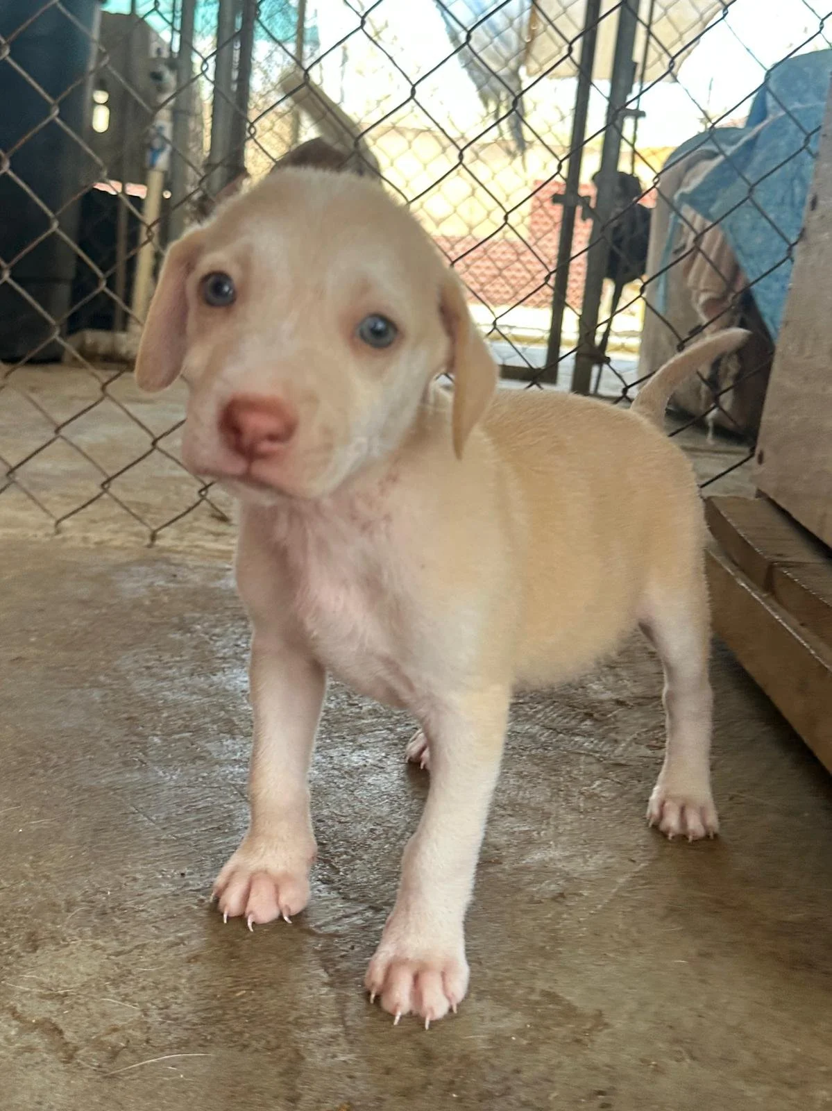 richie lab retriever male puppy (8).jpeg