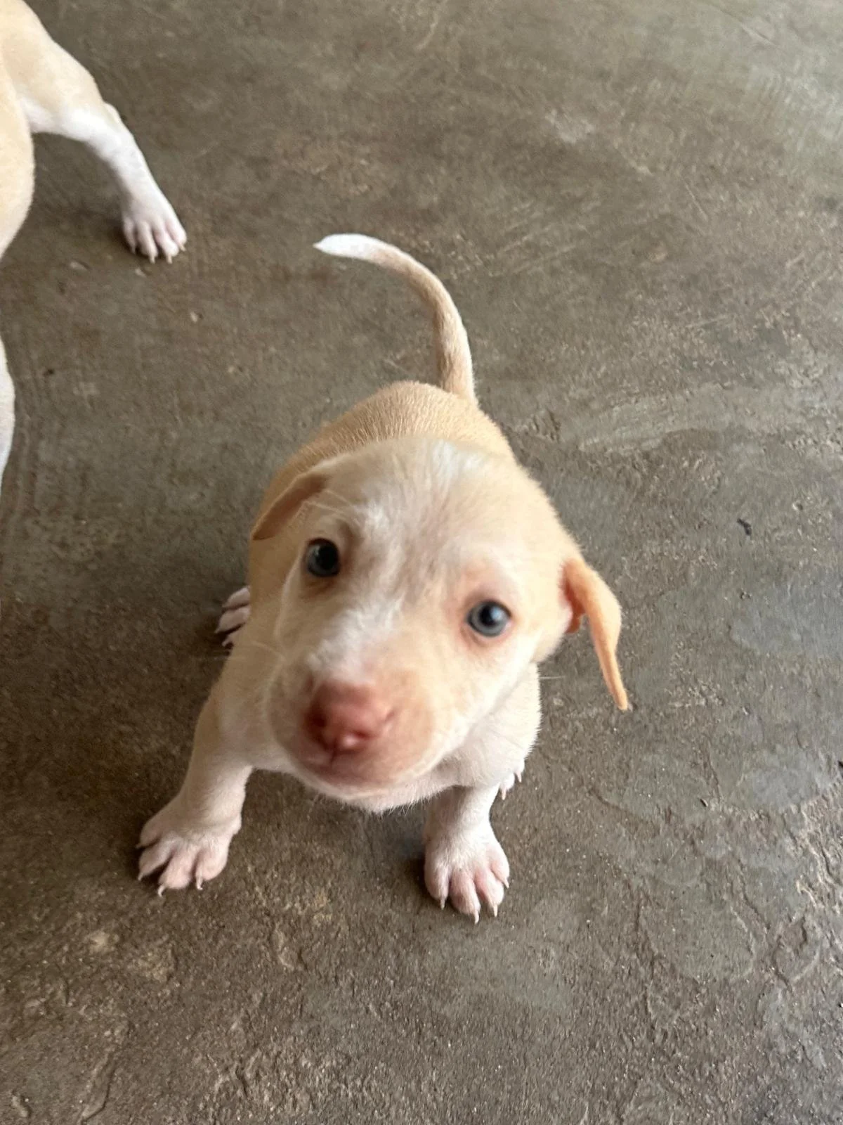 richie lab retriever male puppy (2).jpeg