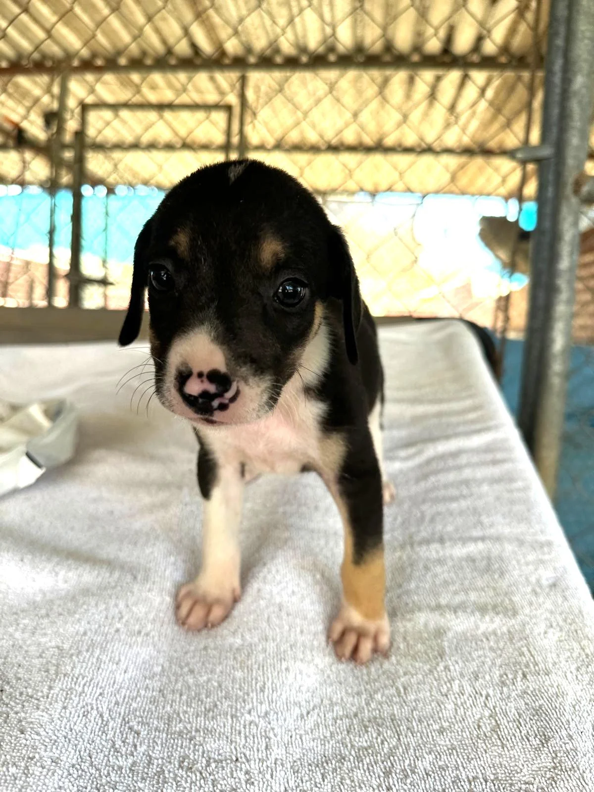 Beagle Hound male puppy fonzi podenco (4).jpeg