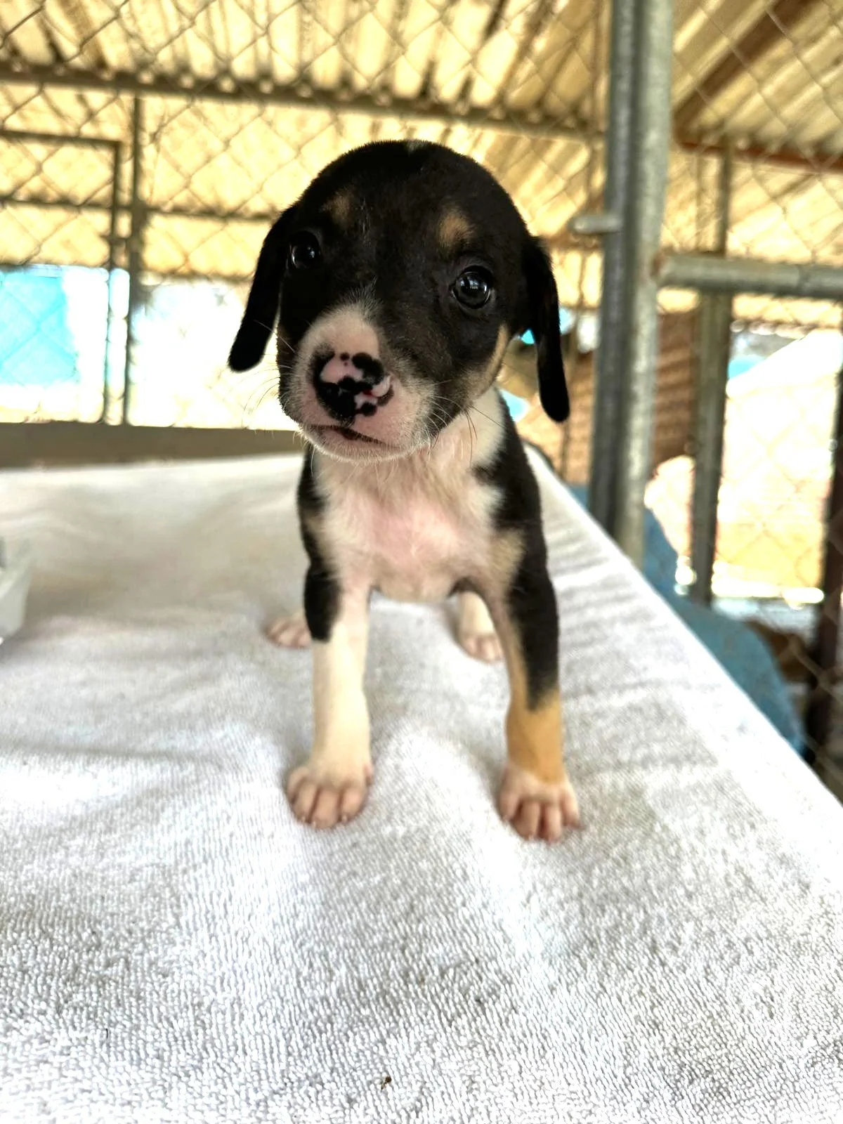 Beagle Hound male puppy fonzi podenco (2).jpeg
