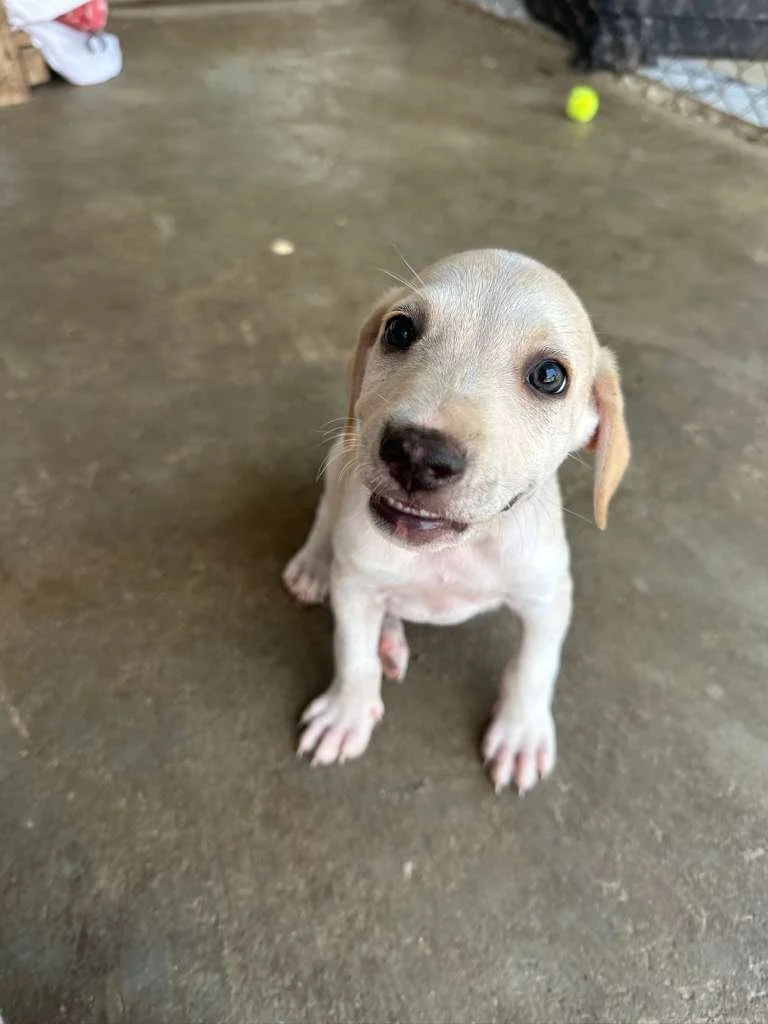 chachi lab retriever male puppy (6).jpeg