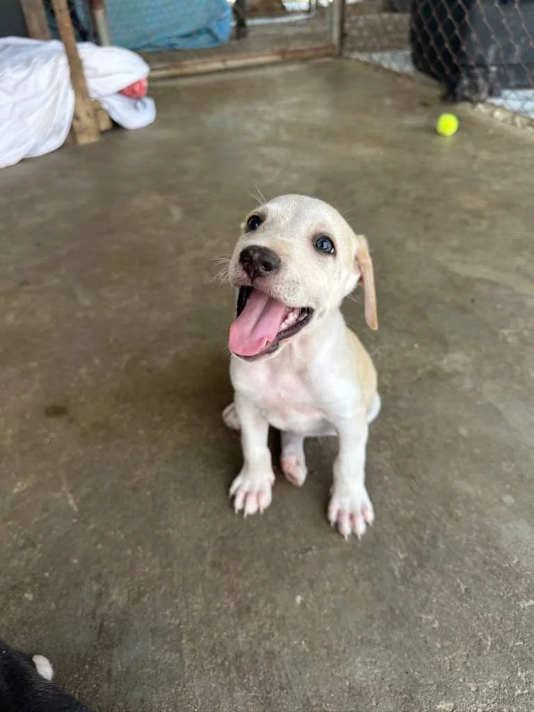 chachi lab retriever male puppy (5).jpeg