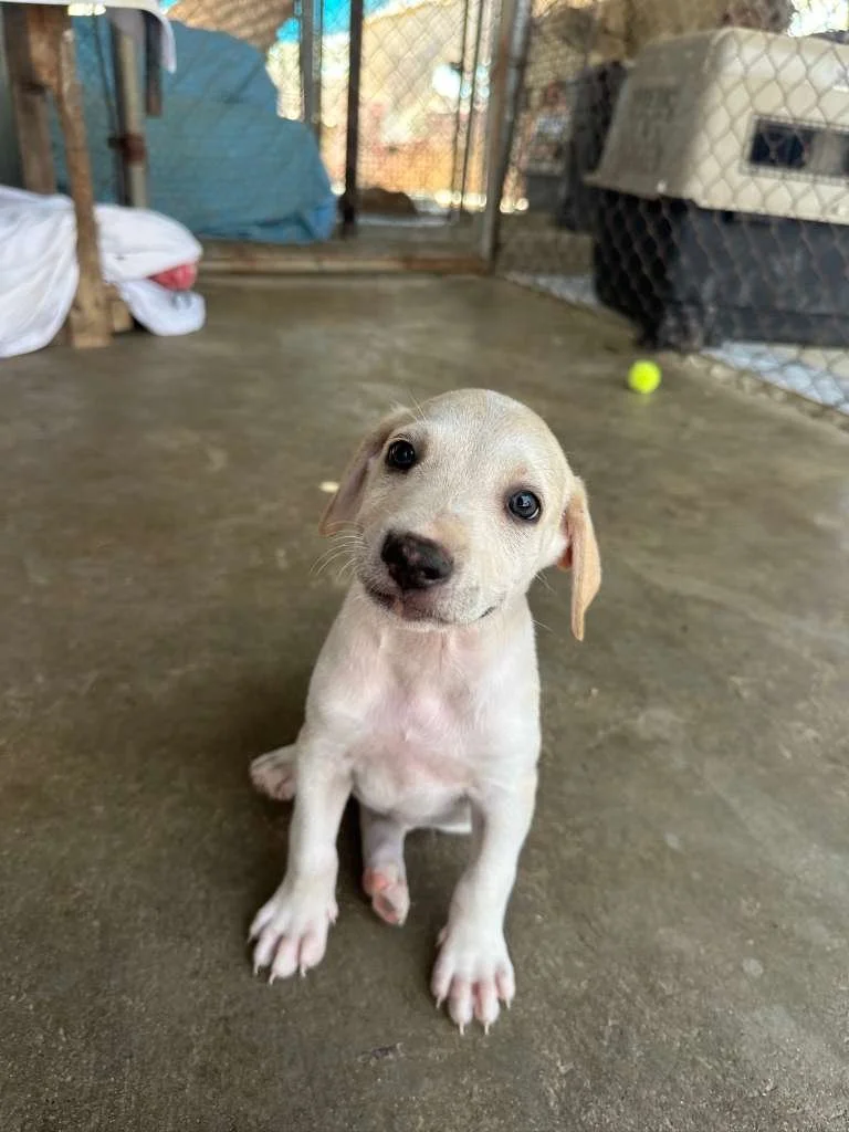 chachi lab retriever male puppy (4).jpeg