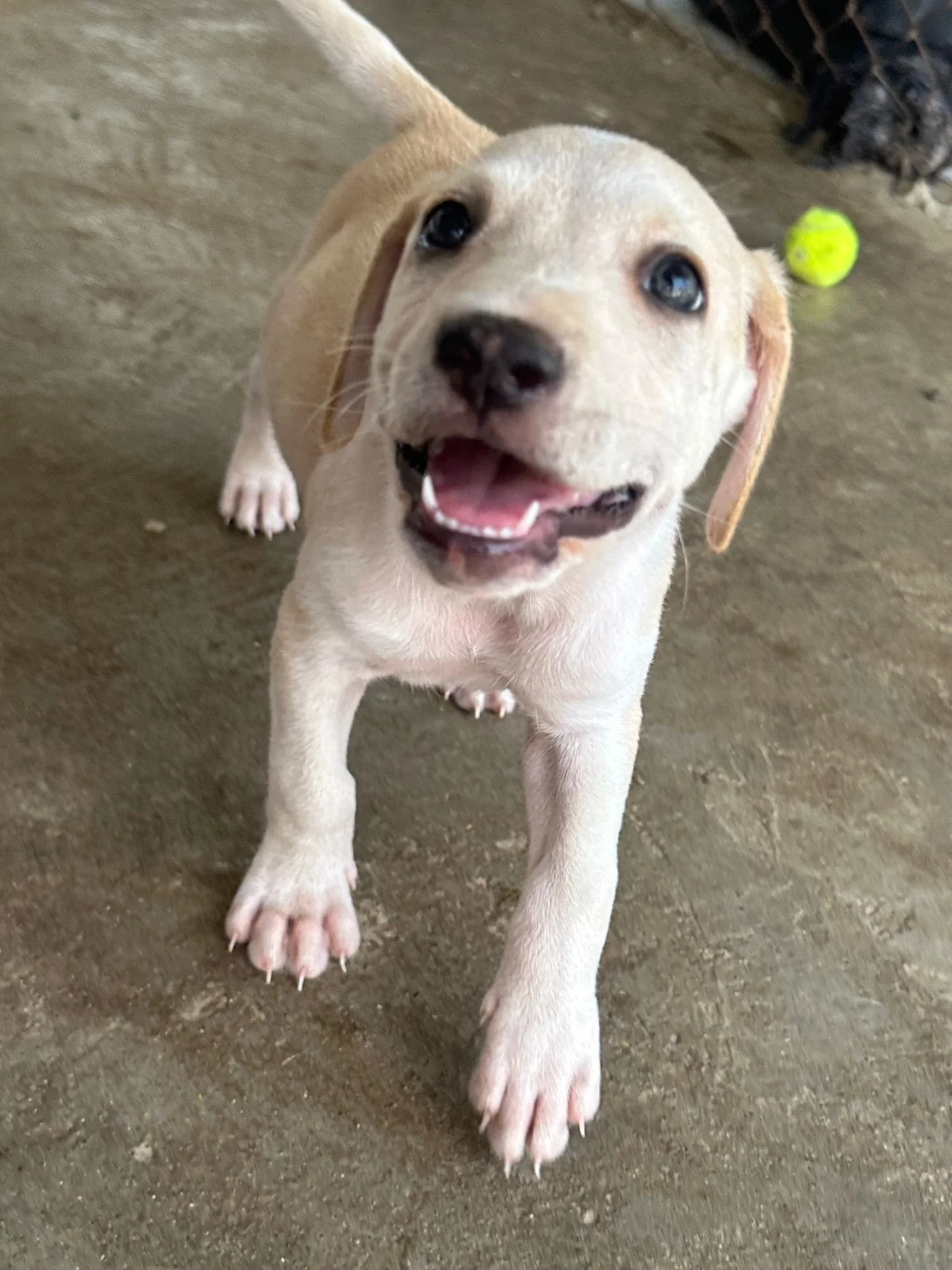 chachi lab retriever male puppy (2).jpeg