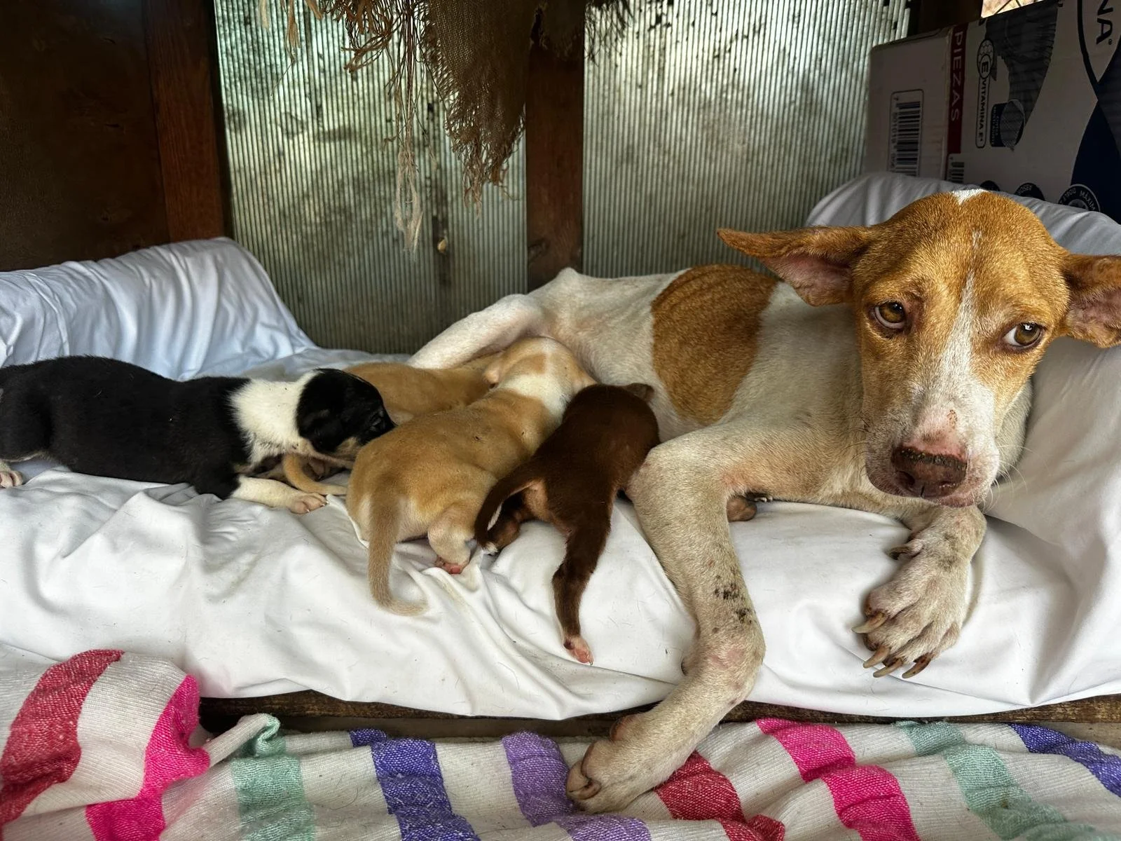 WhatsApp Image 2026-05-23 at 7.52.55 PM.jpeg