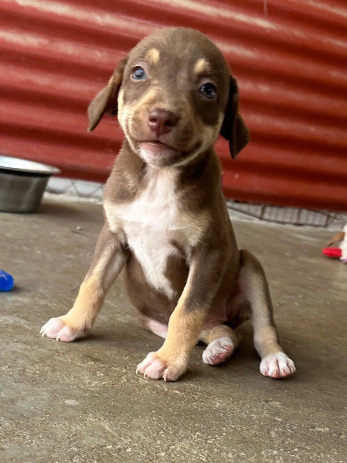 Joanie lab retriever female puppy (8).jpeg