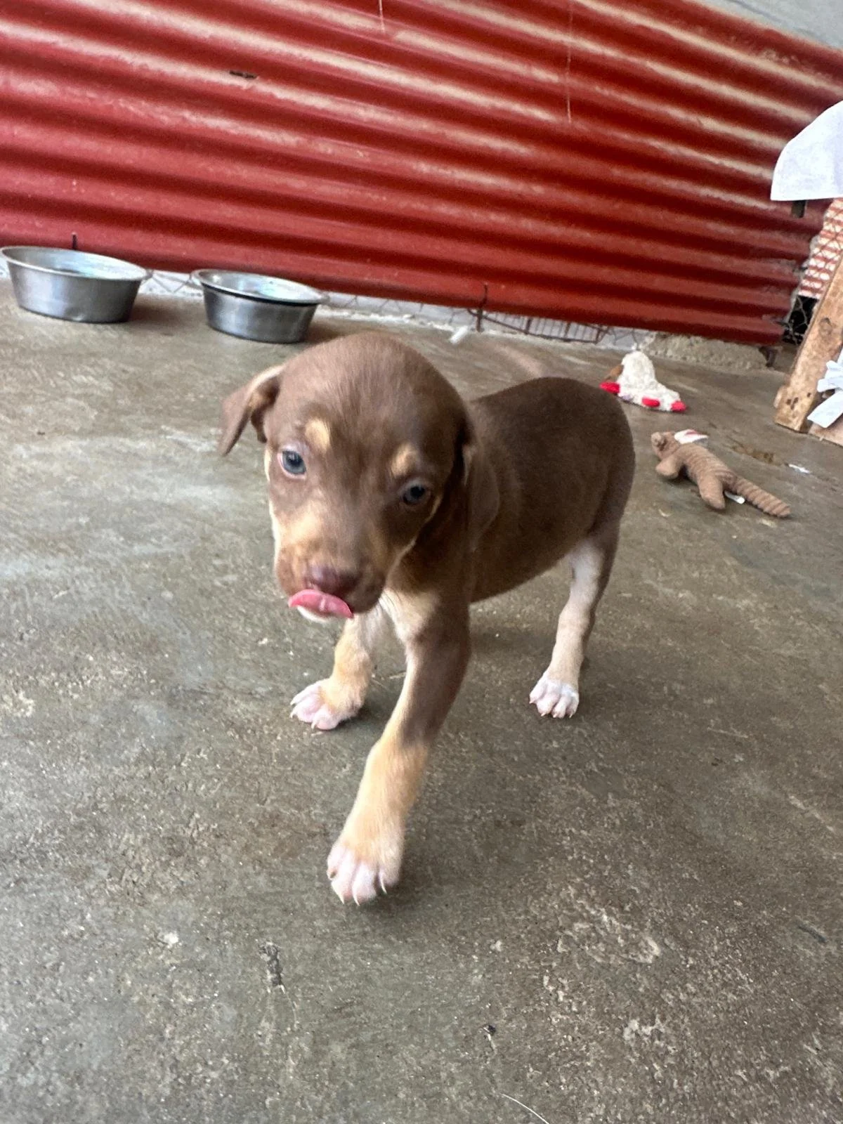 Joanie lab retriever female puppy (7).jpeg